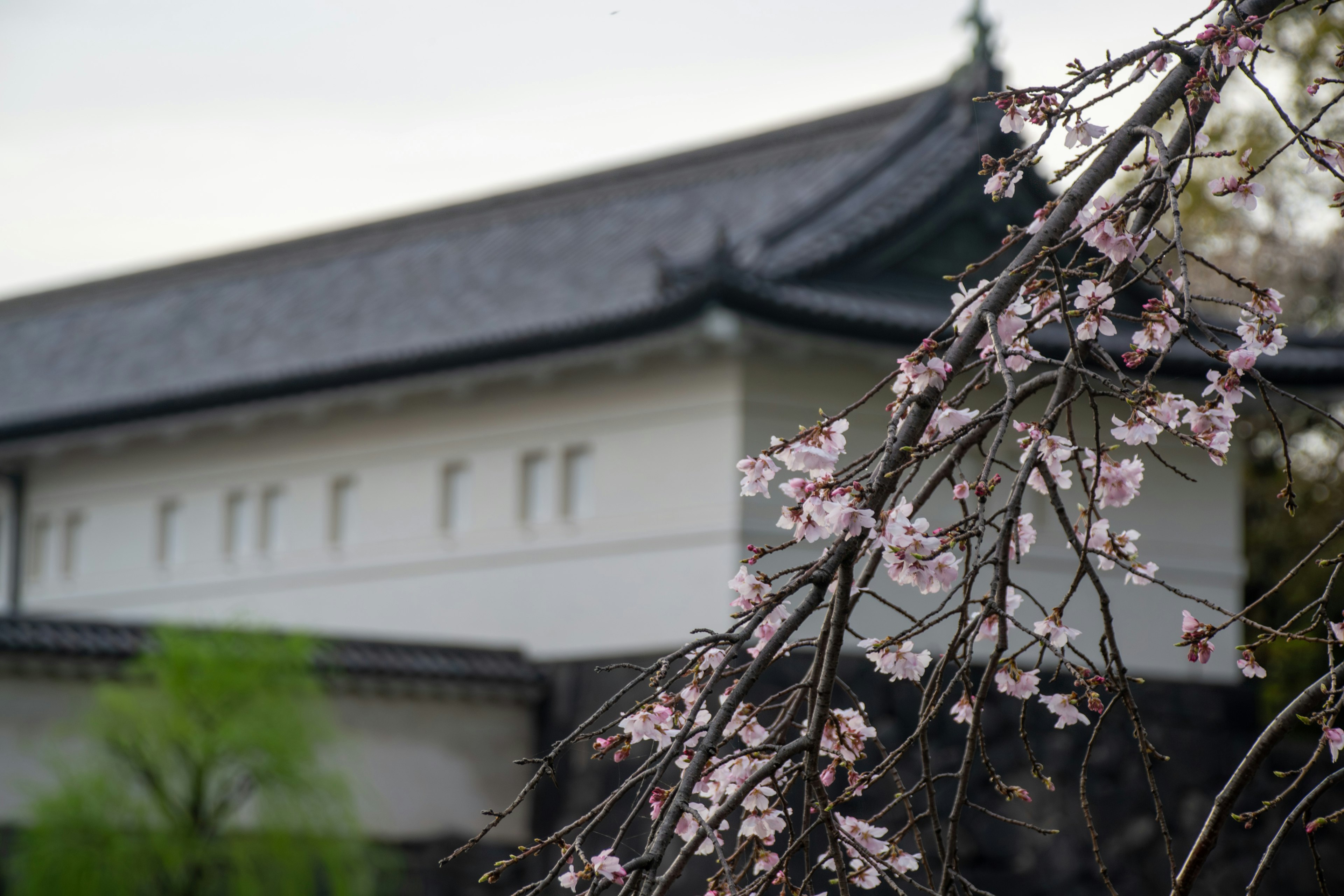 桜の花と白い壁の建物がある風景