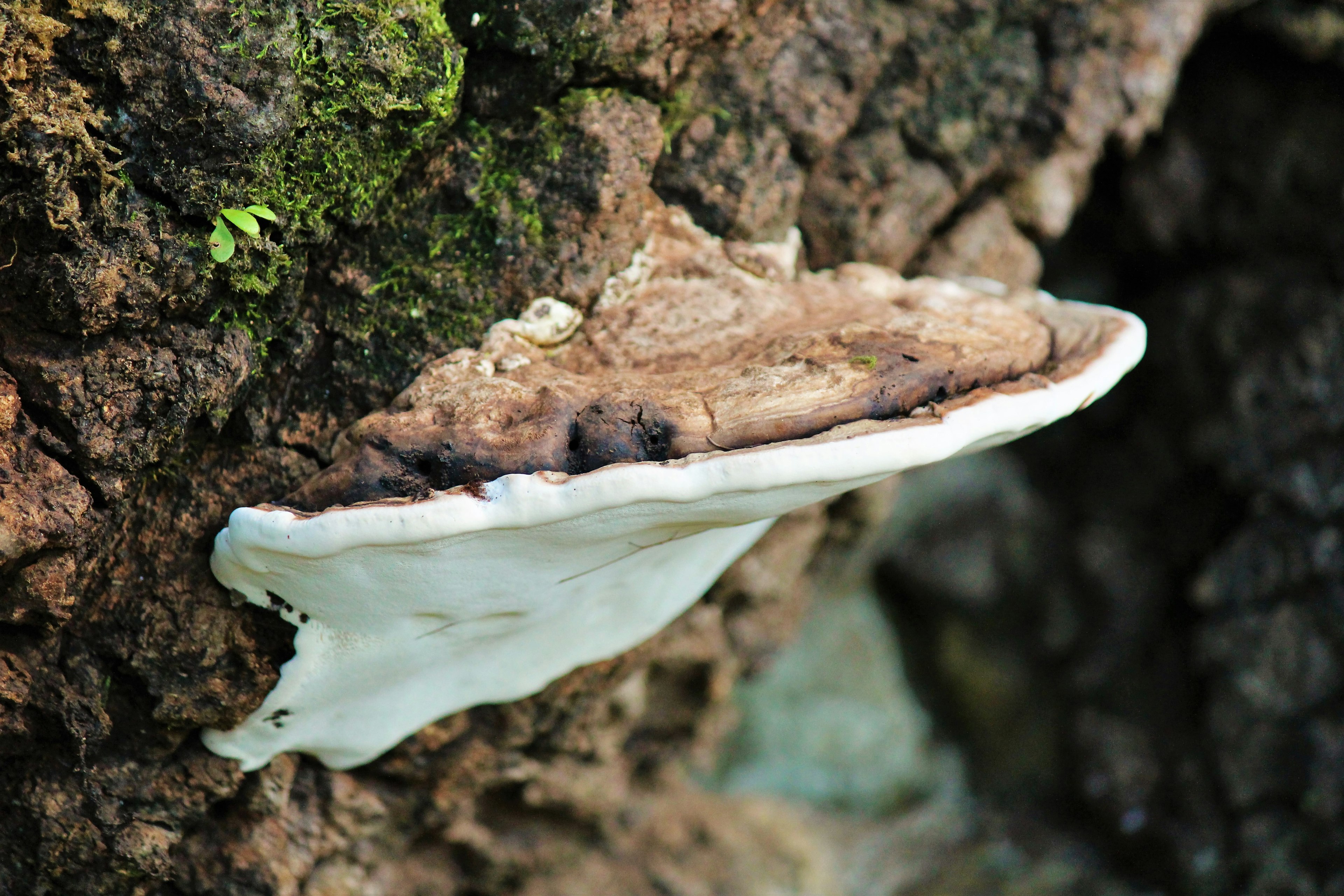 Ein weißer Pilz, der am Stamm eines Baumes wächst