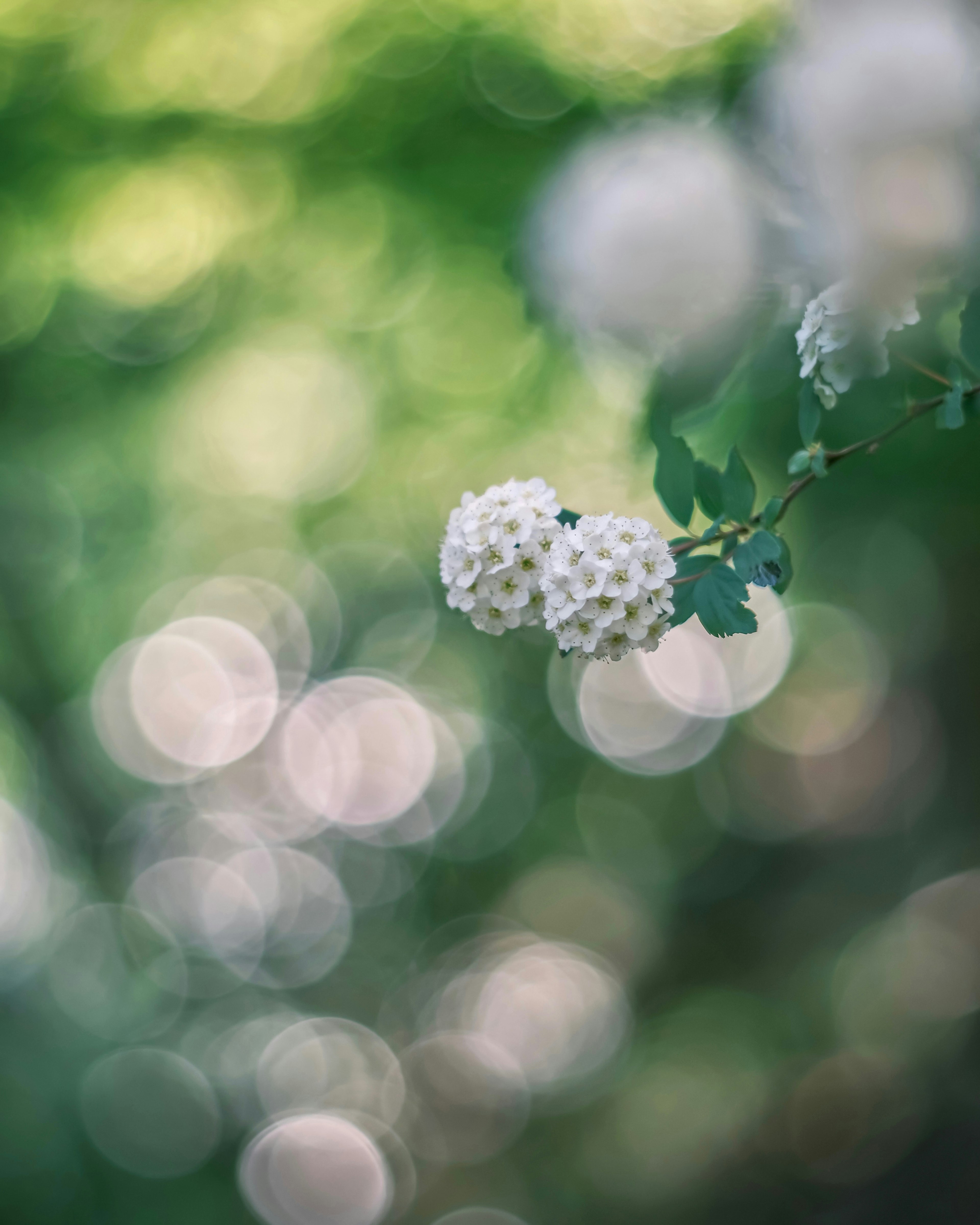 Racimo de flores blancas con fondo verde borroso