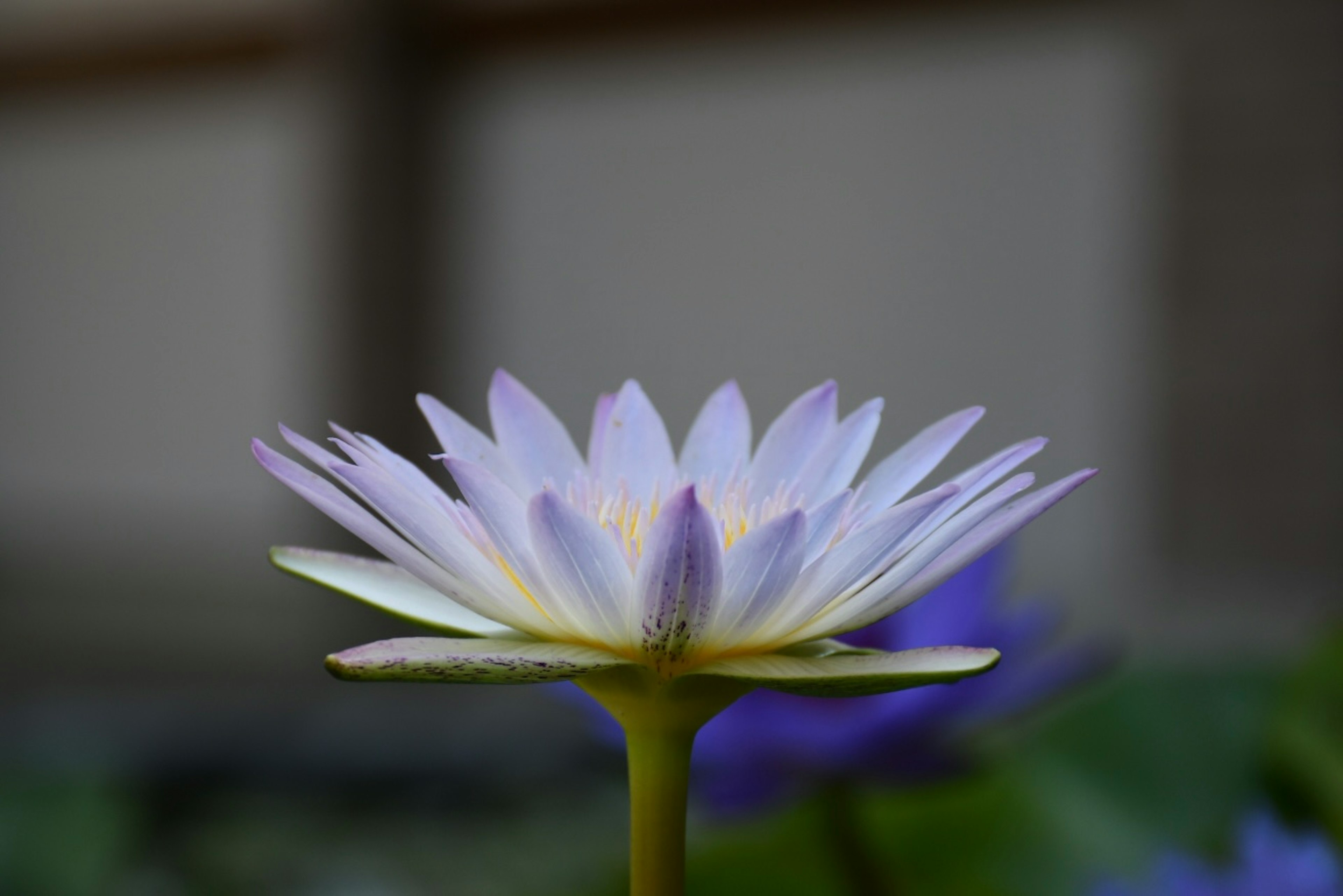 水蓮の花が美しく咲いている様子