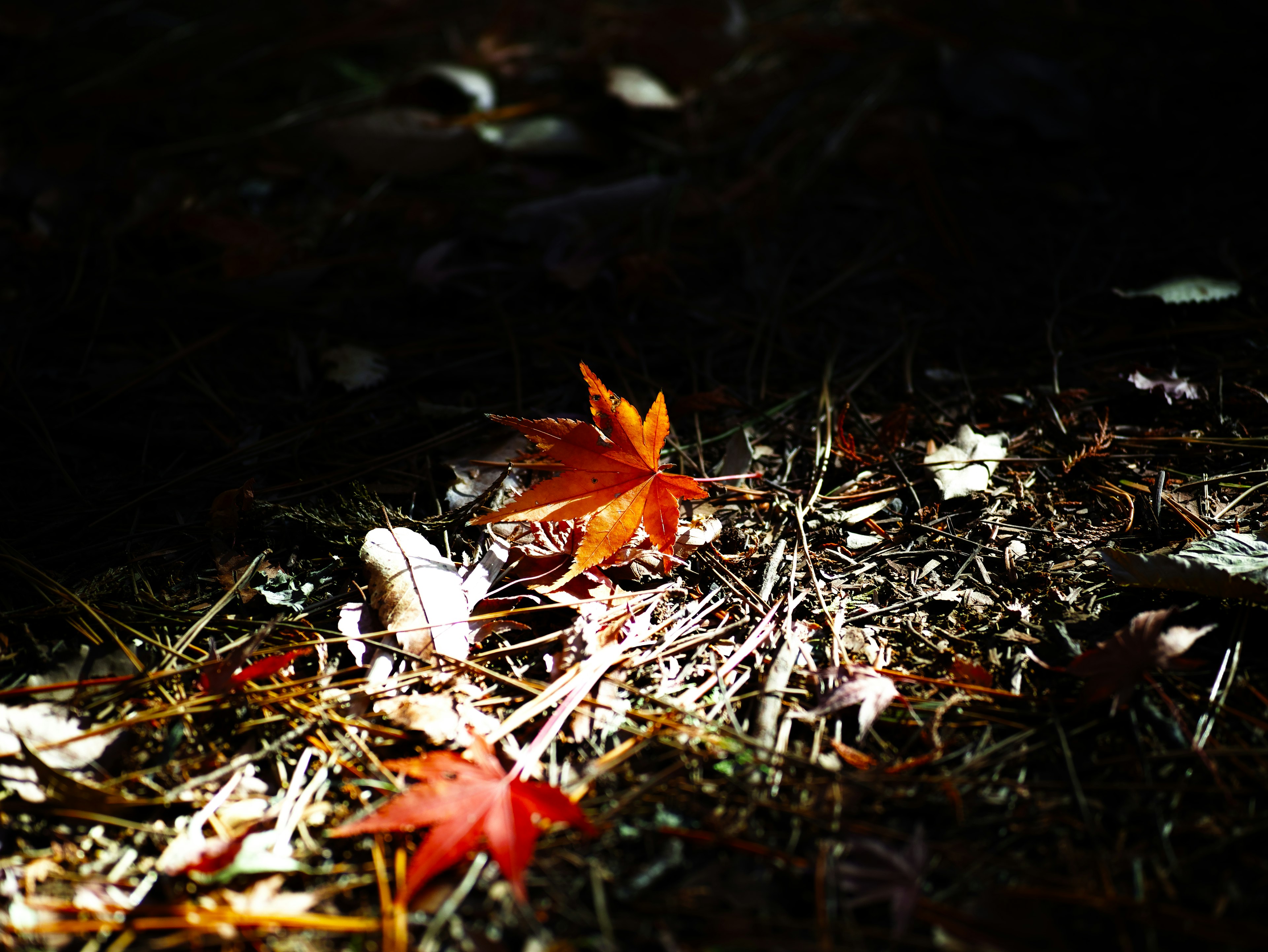 Red maple leaves scattered on dry grass in a dark forest setting