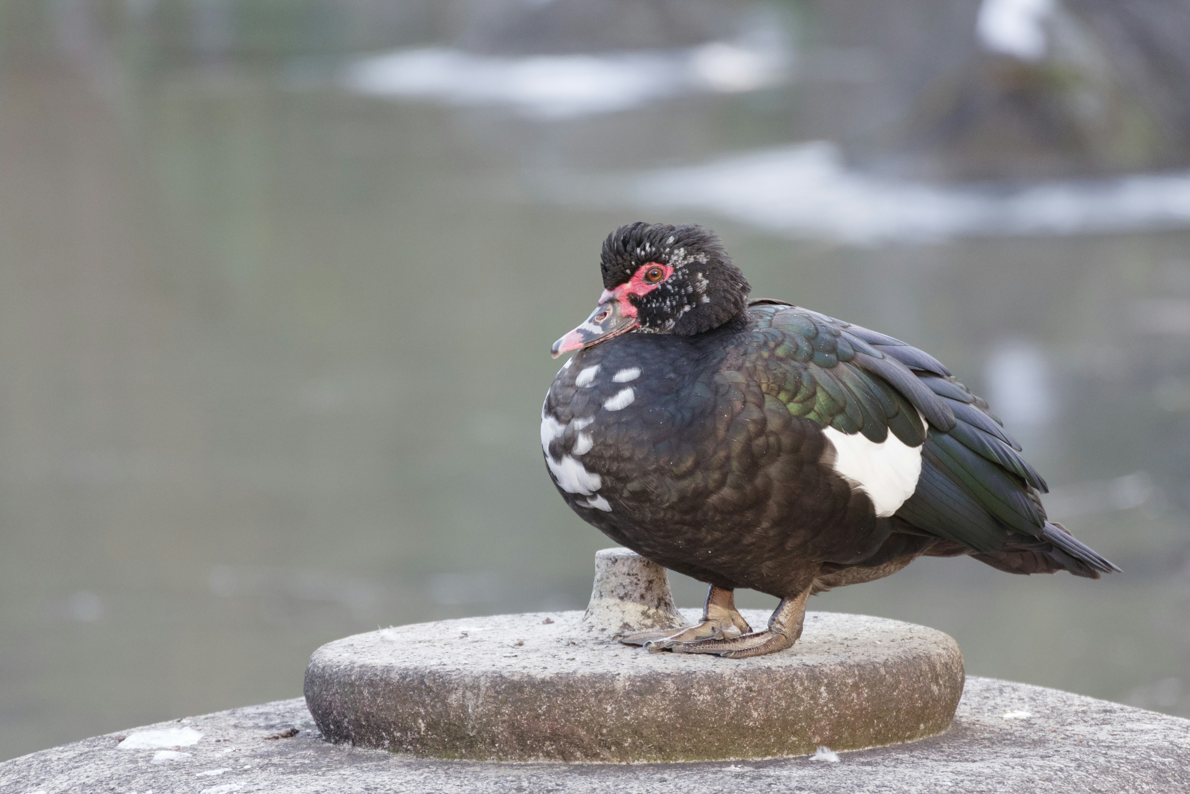 Muscovy duck perched on a stone near water