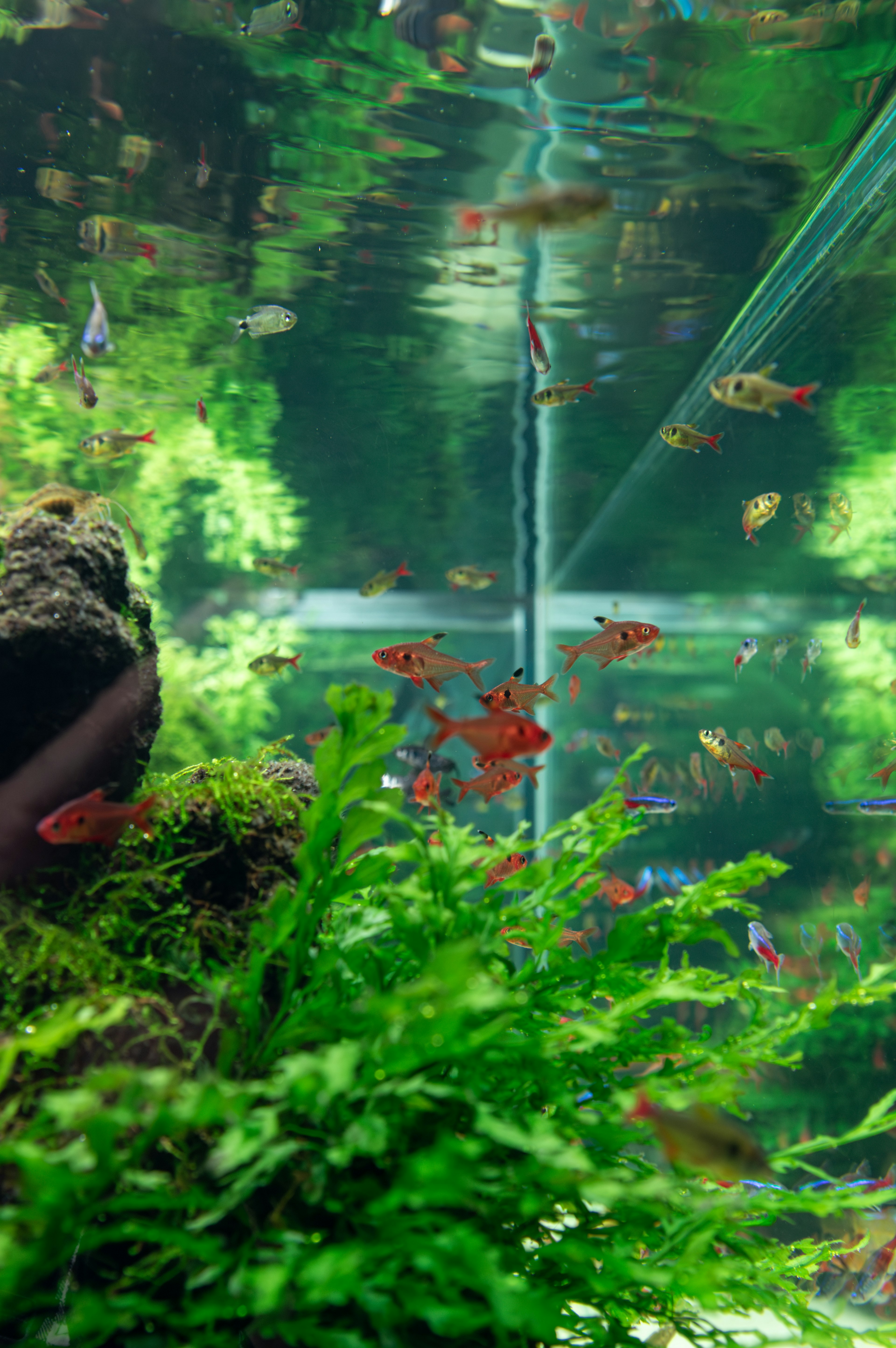 水族箱中游动的鲜艳鱼类与郁郁葱葱的绿色植物