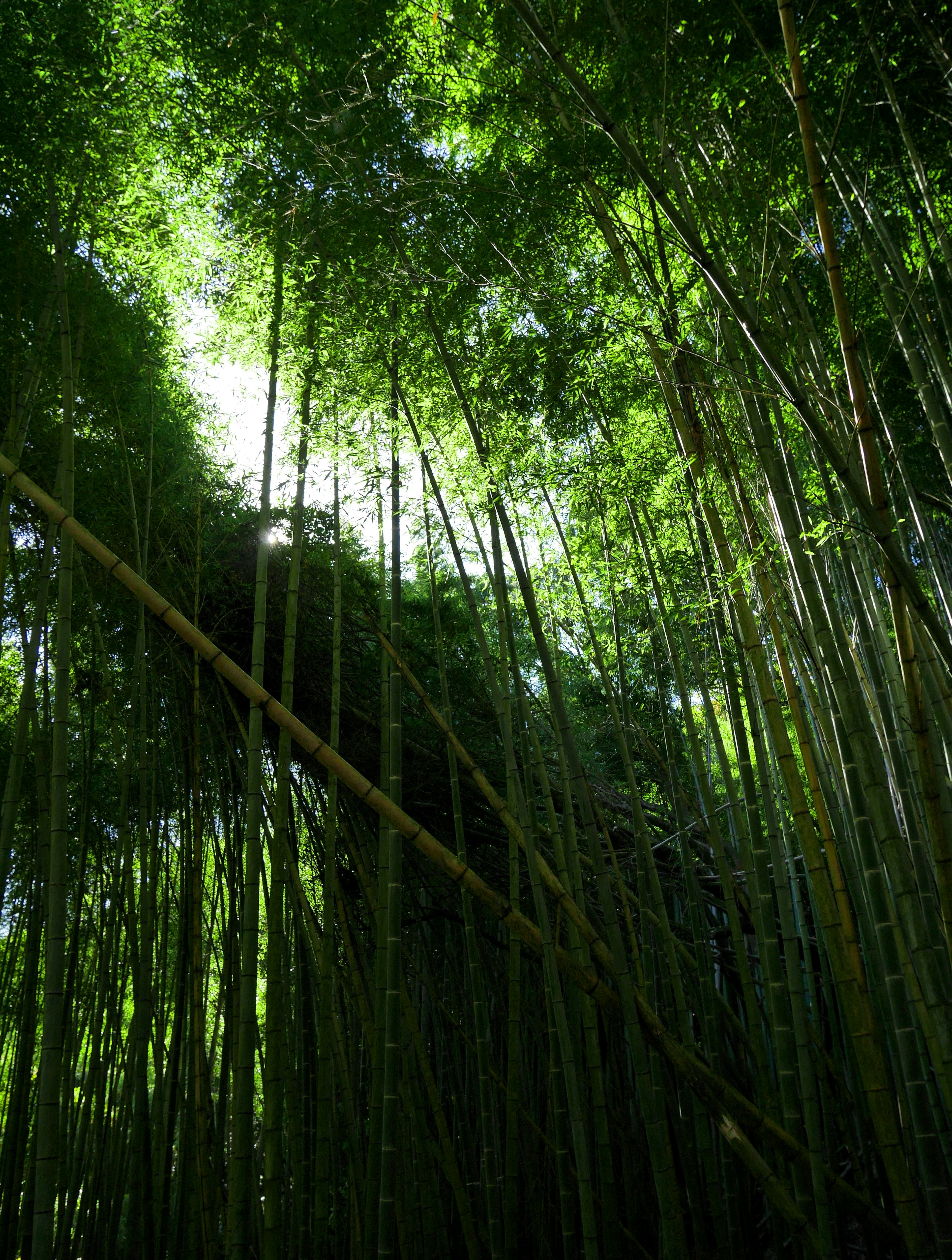 Foresta di bambù verdeggiante vista dal basso con fusti sottili