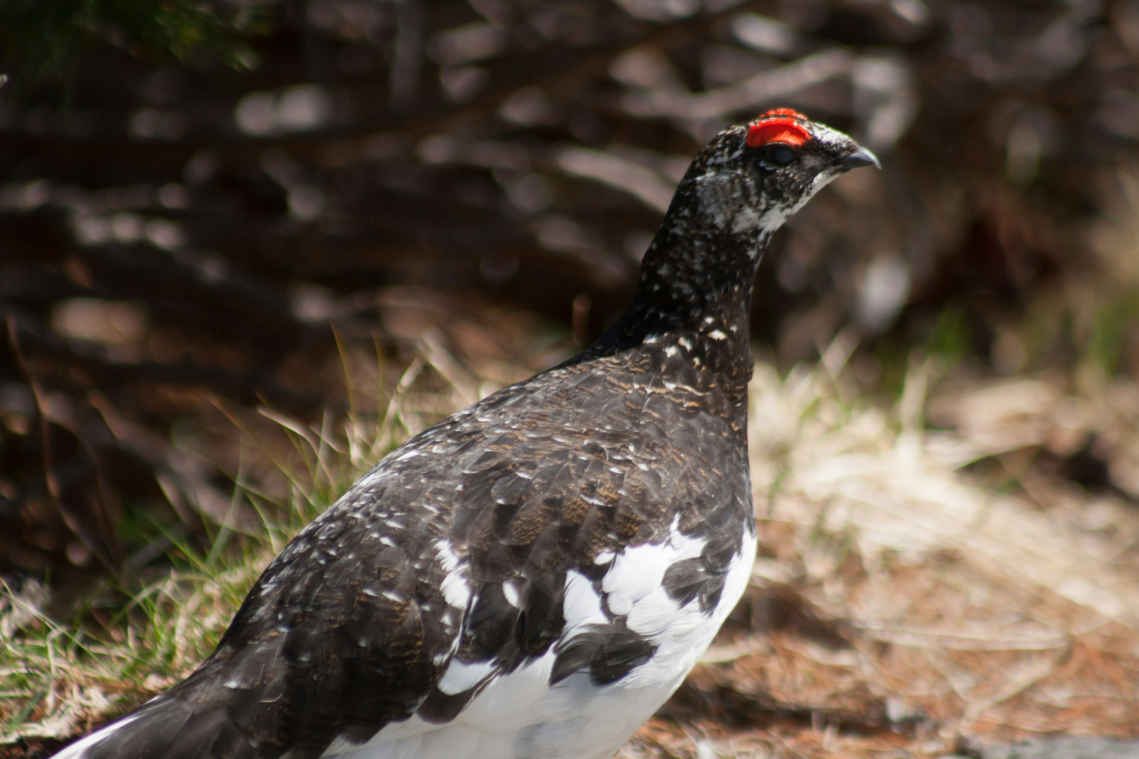 Oiseau avec plumage noir et blanc présentant une tête rouge distincte