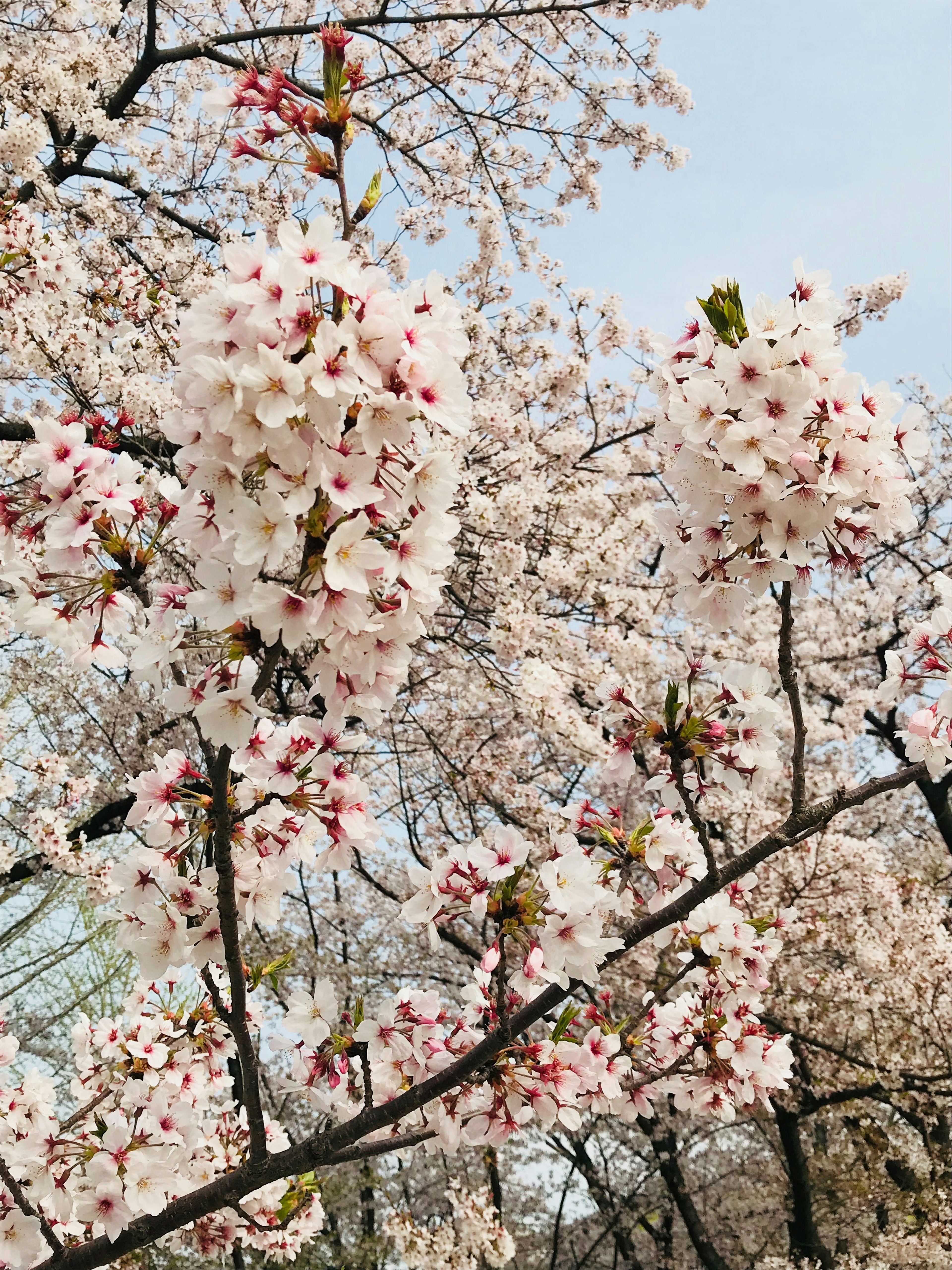 Kedekatan bunga sakura pink pucat di atas pohon