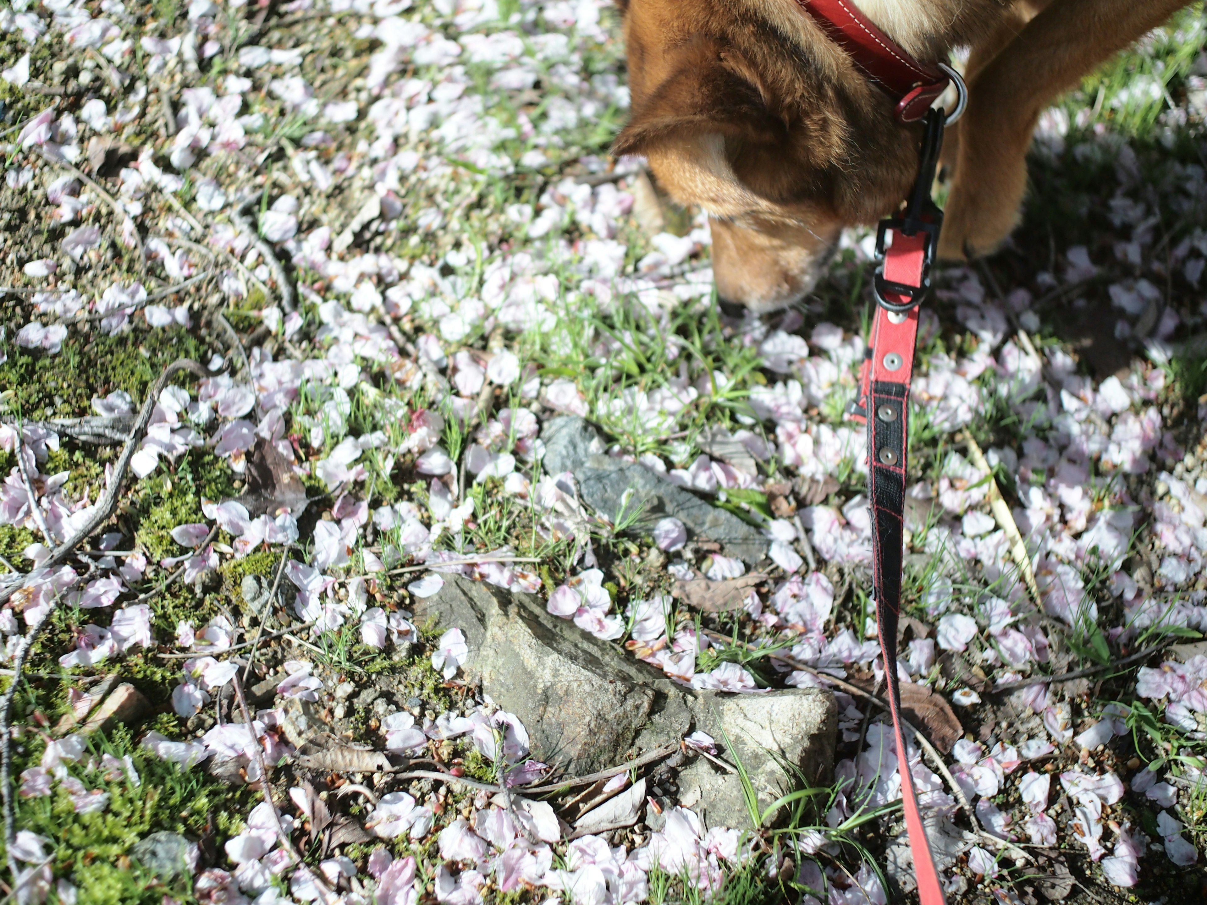 Ein Hund schnüffelt am Boden, der mit Kirschblütenblättern bedeckt ist