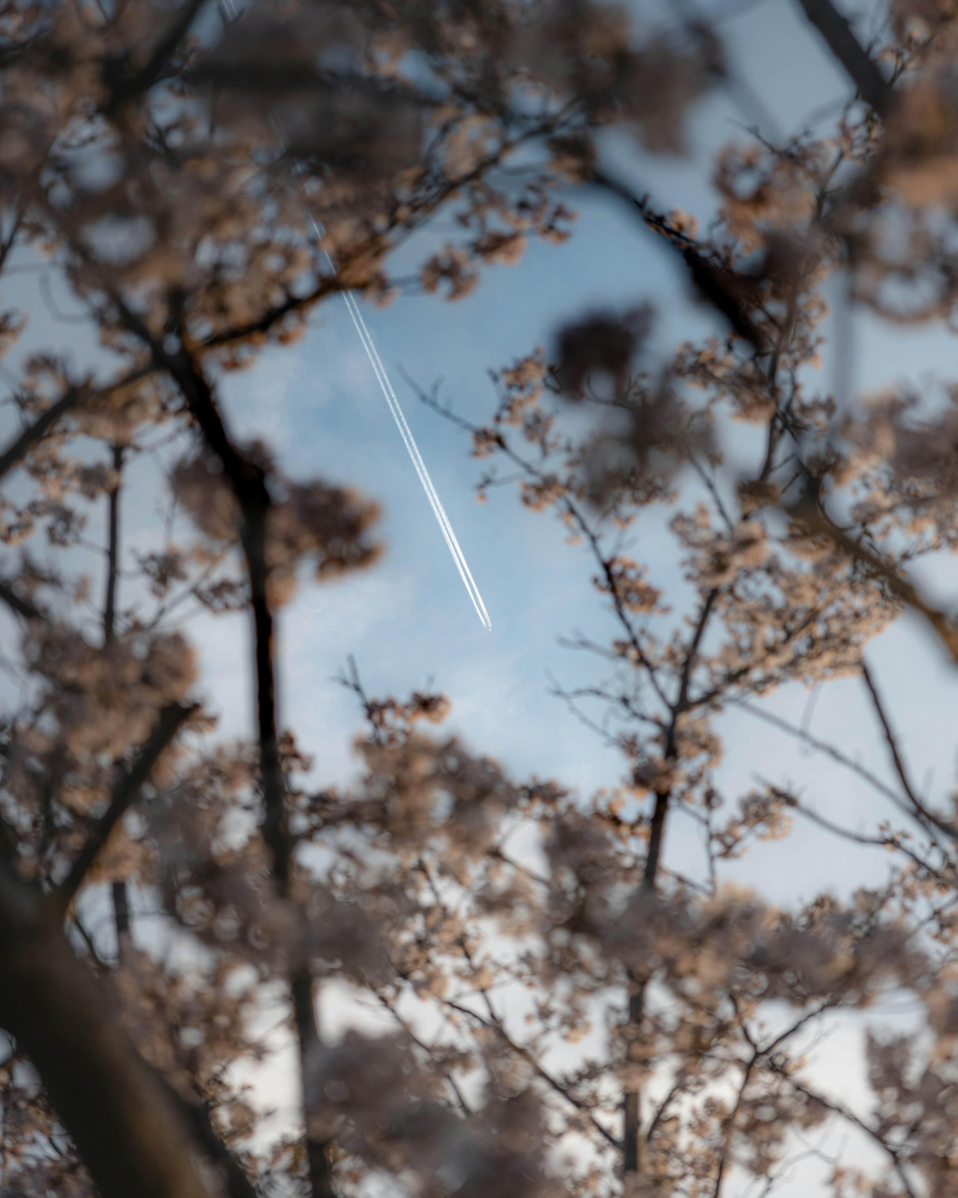 桜の花と青空の下に飛行機雲が見える風景