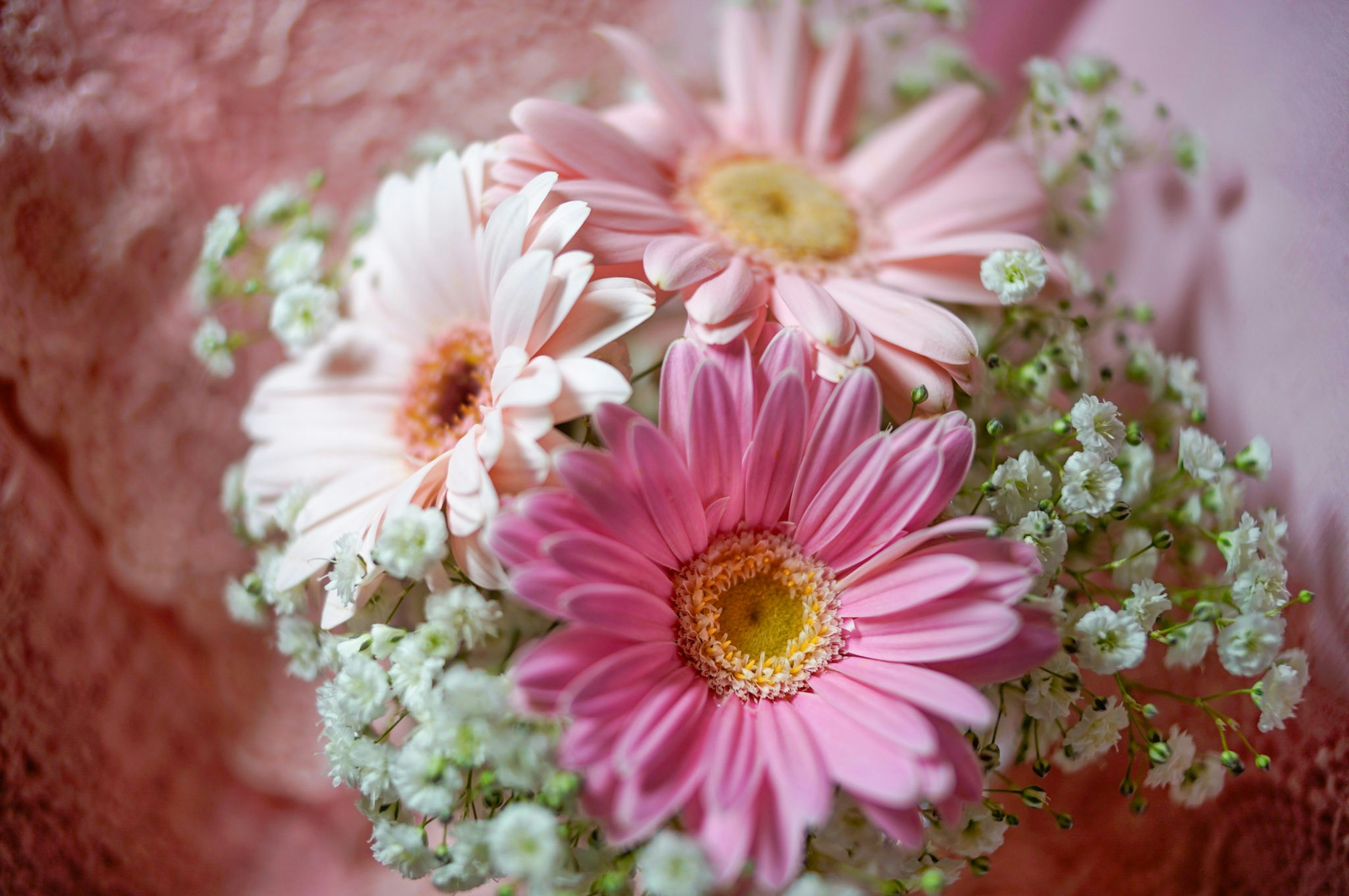 ピンクと白のガーベラの花束 周囲には小さな白い花があしらわれている