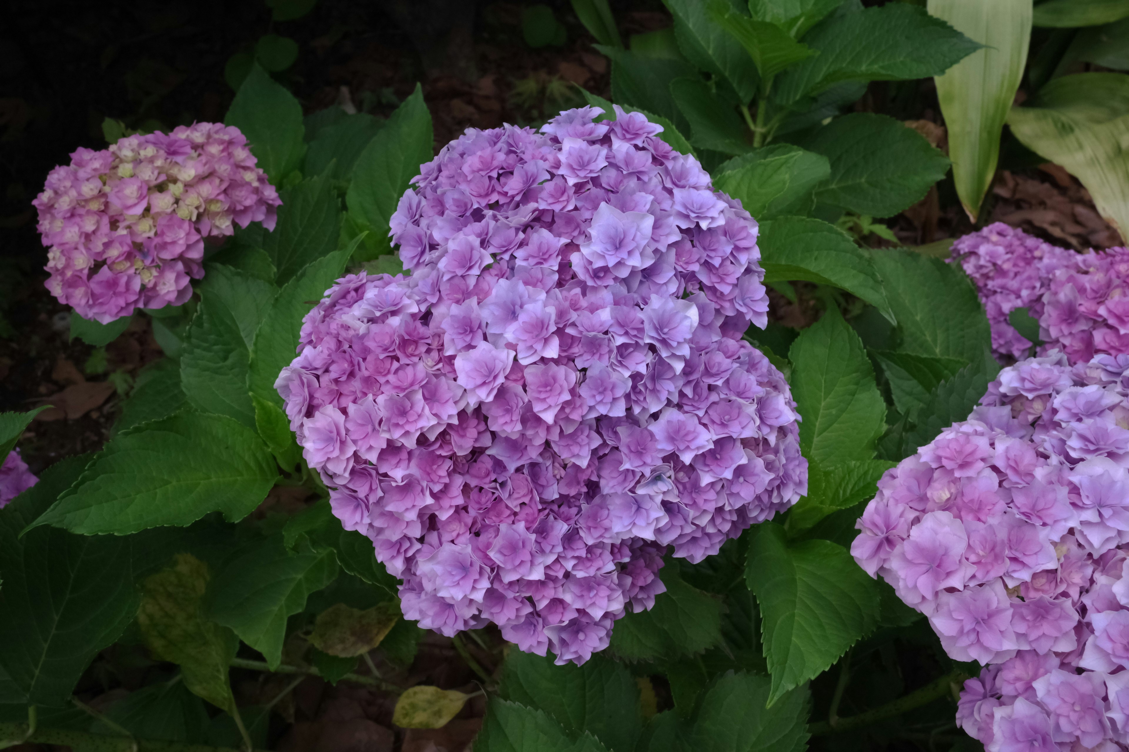 Flores de hortensia moradas floreciendo en un jardín