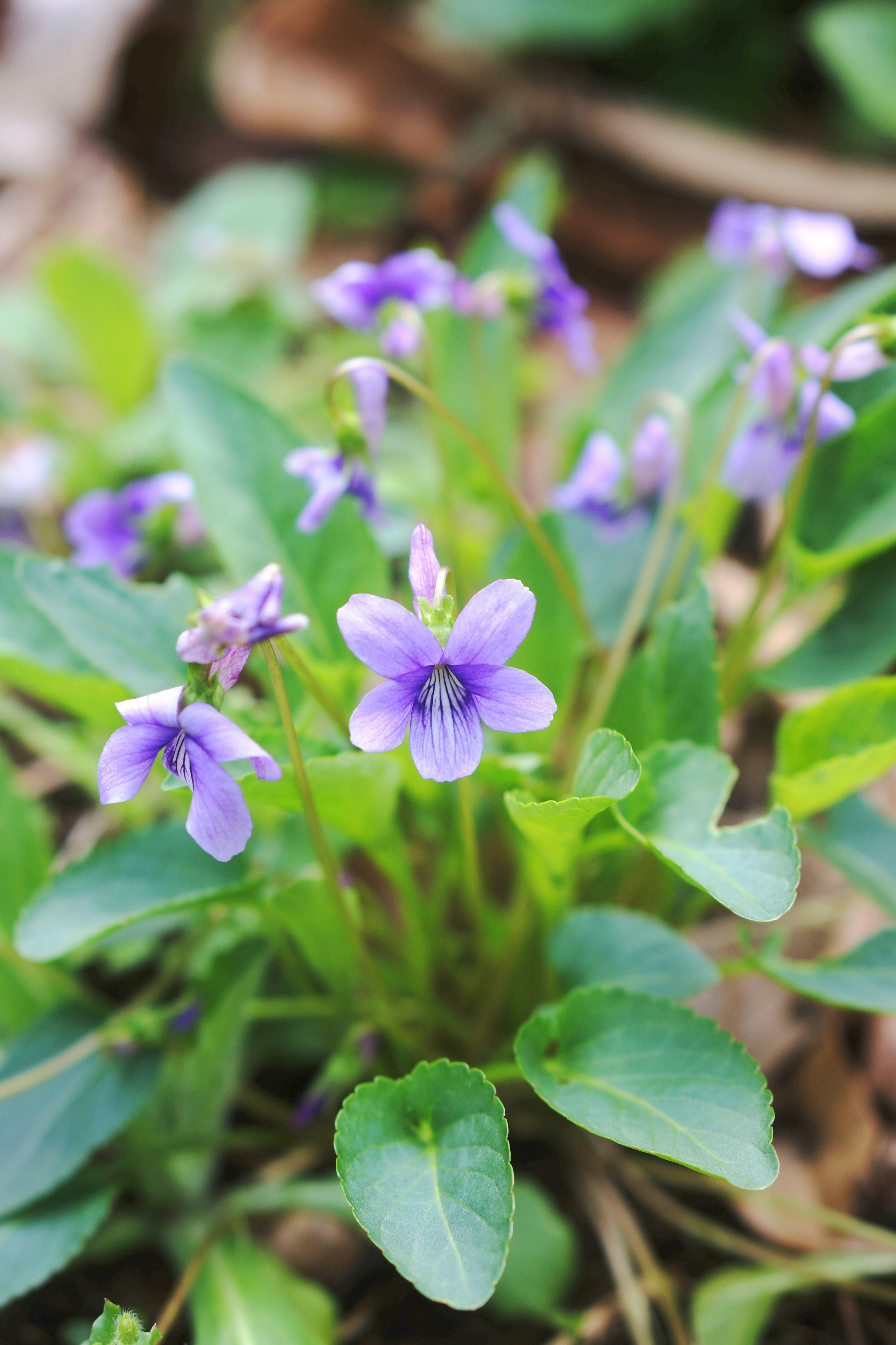 Nahaufnahme von kleinen lila Blumen umgeben von grünen Blättern