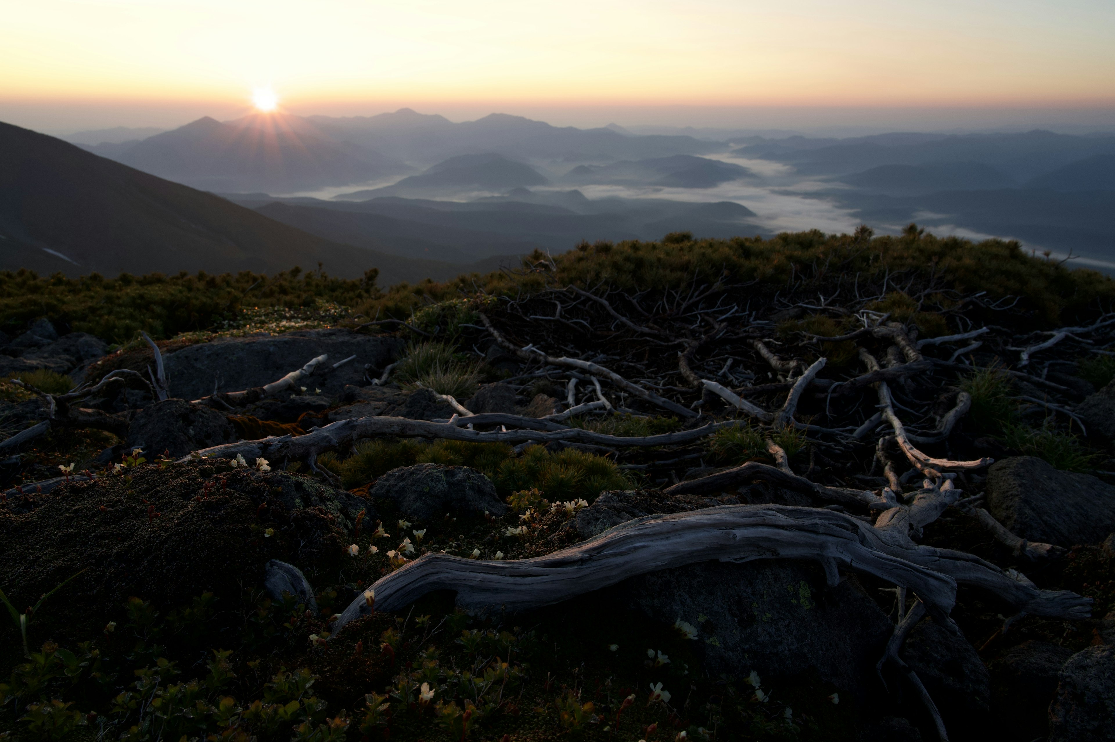 Vue panoramique d'un coucher de soleil sur des montagnes avec des arbres morts et de l'herbe verte