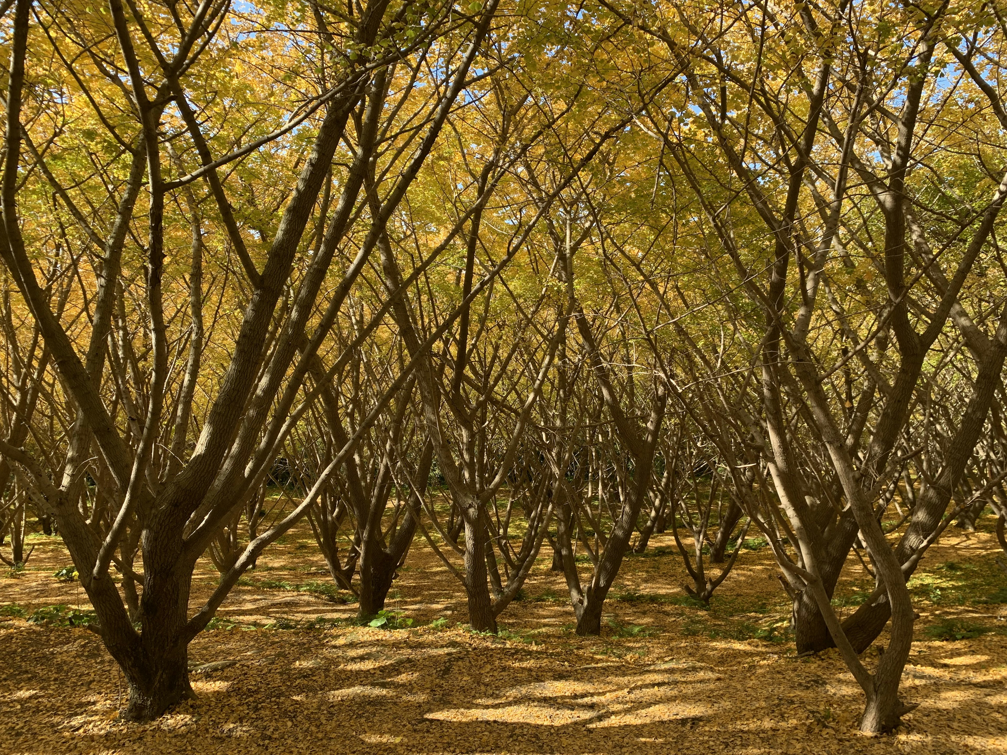 Waldszene mit Bäumen, die herbstliche gelbe Blätter zeigen