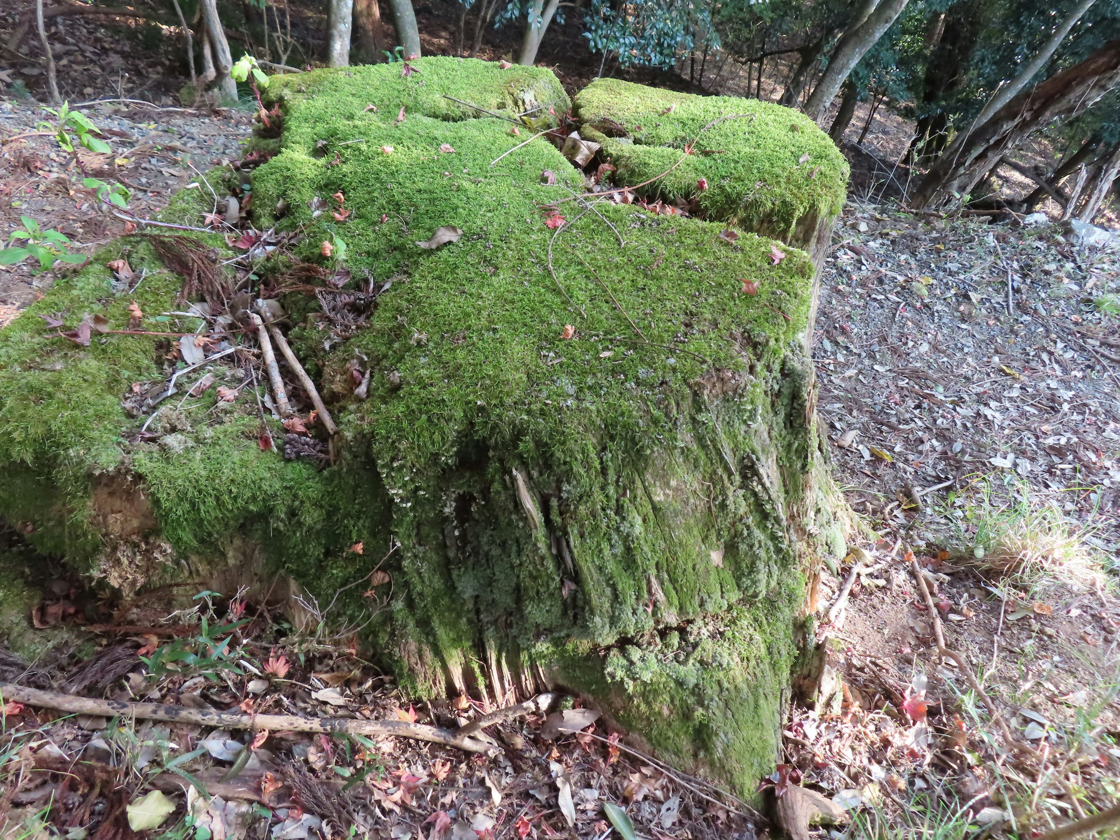 Moss-covered tree stump with surrounding forest details