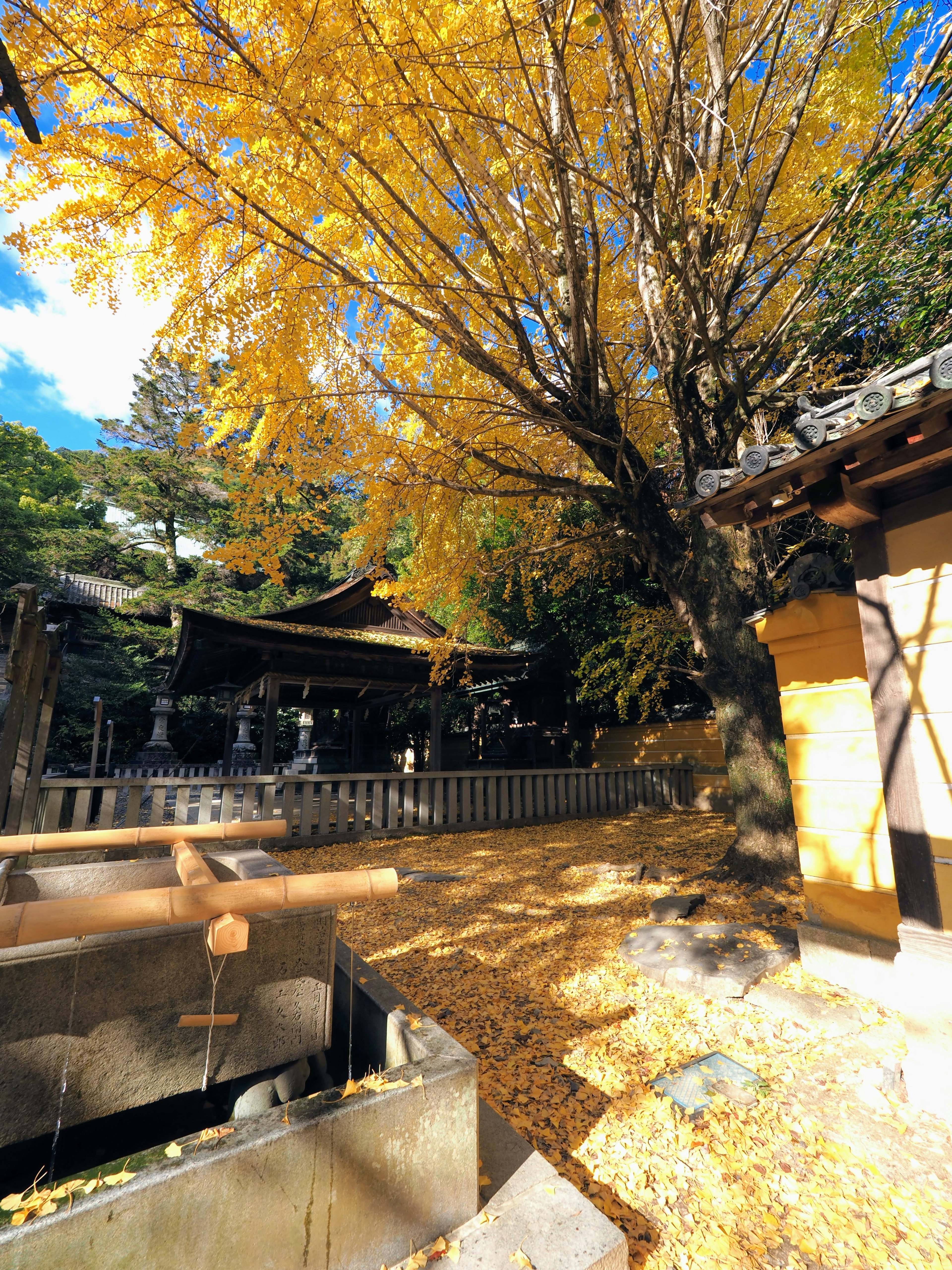 Scenic view of a large tree with yellow leaves and a shrine