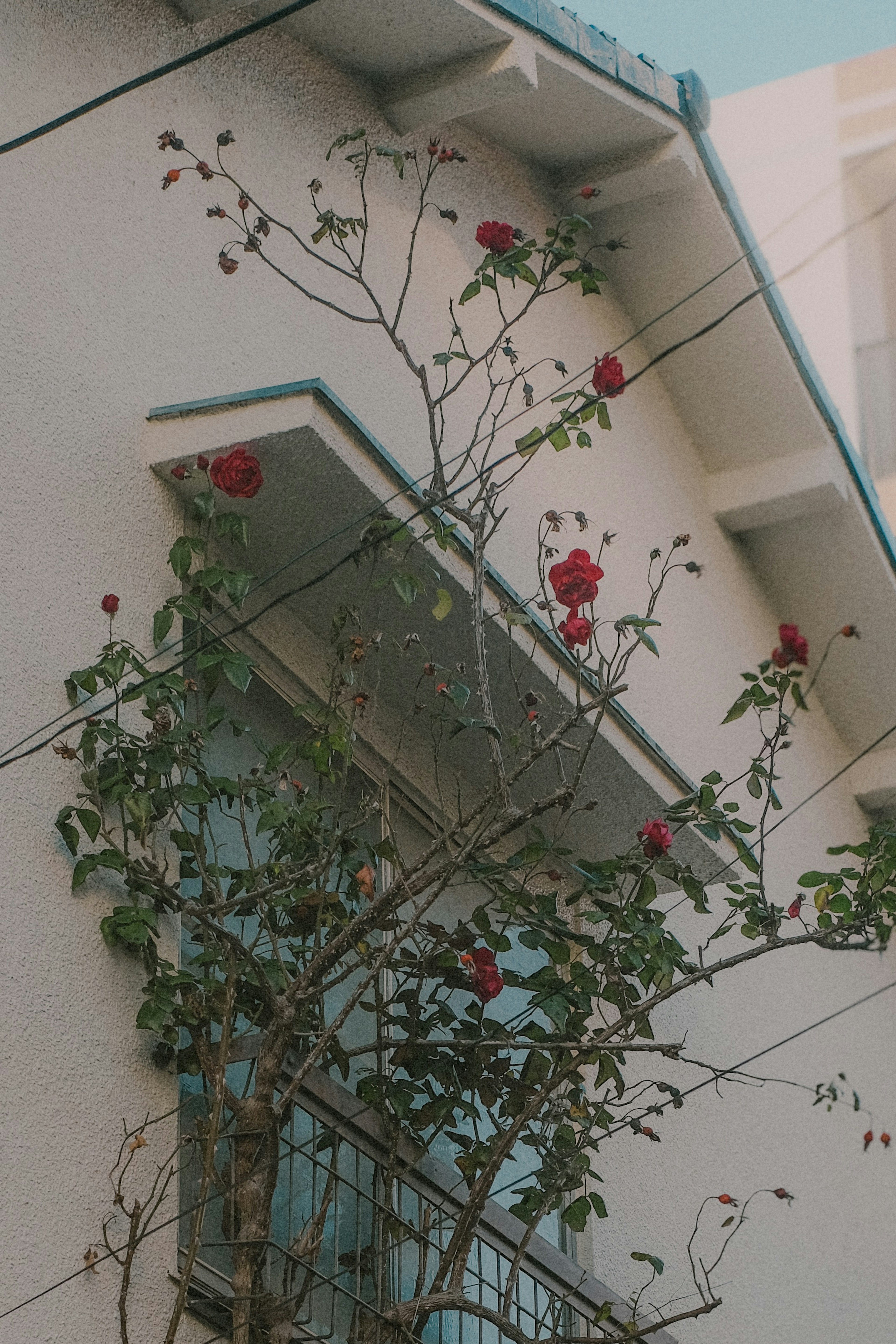 Una sección de una casa blanca con una planta de flores rojas