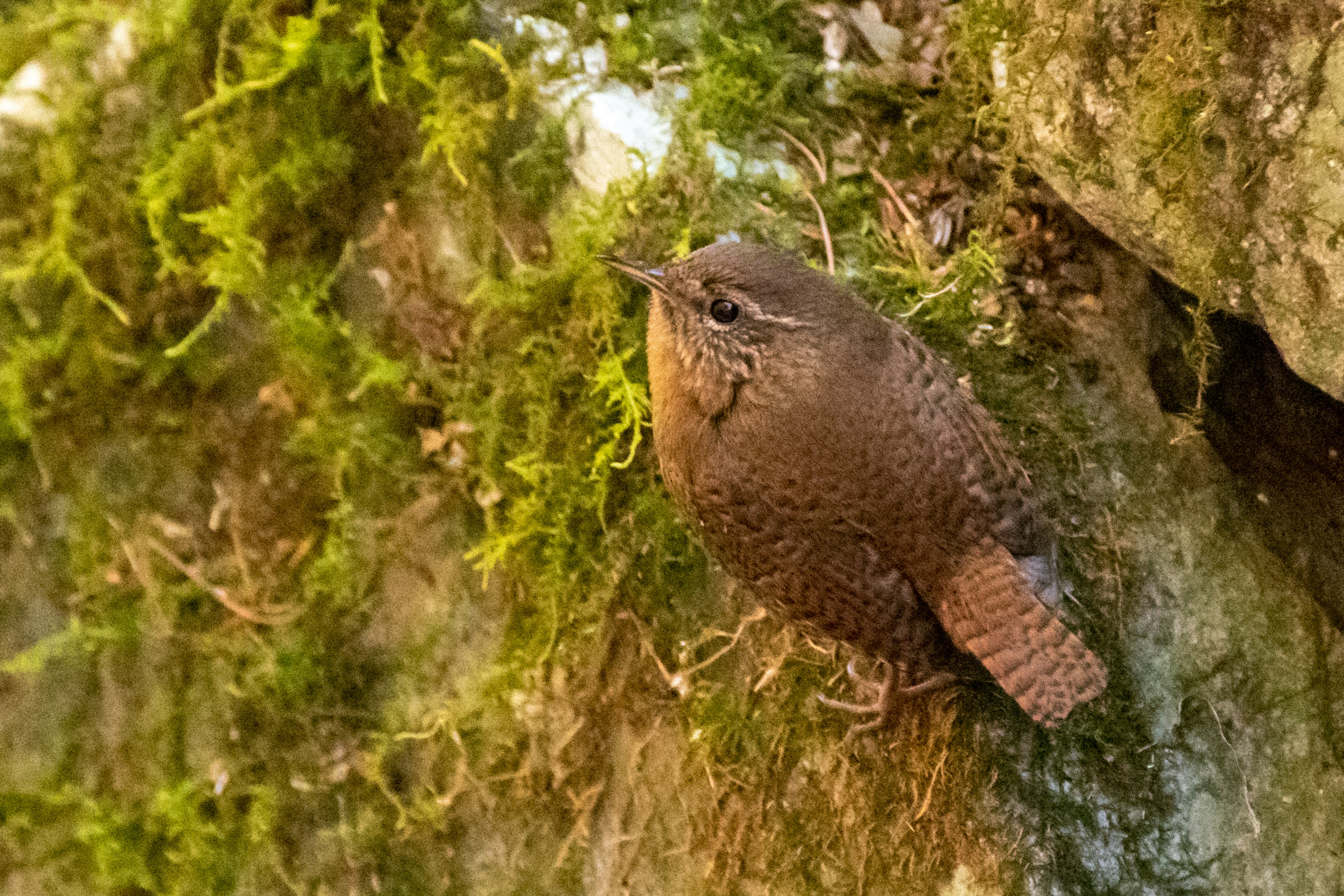 Seekor burung kecil bertengger di atas batu berlumut