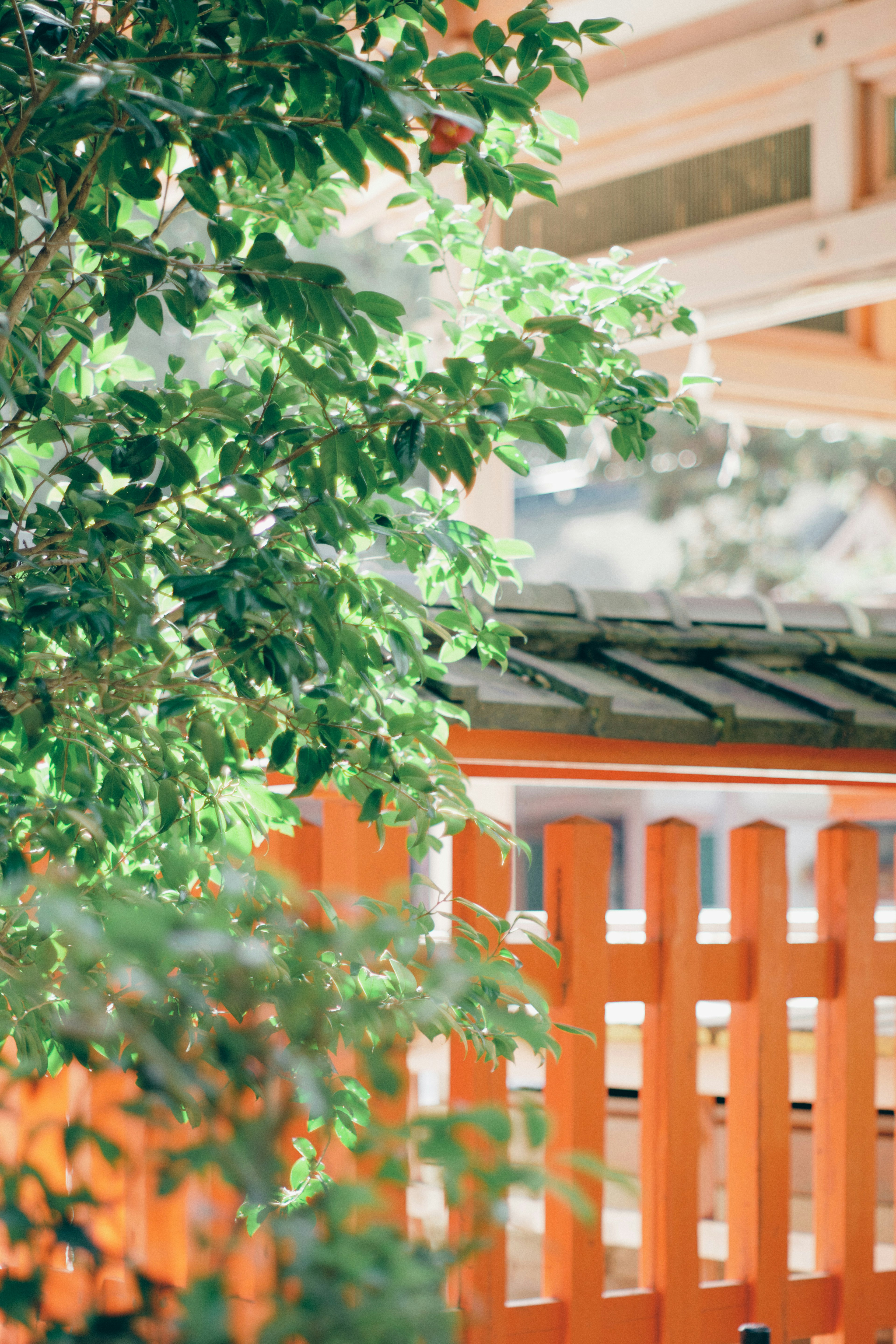 A serene view featuring green leaves and an orange fence