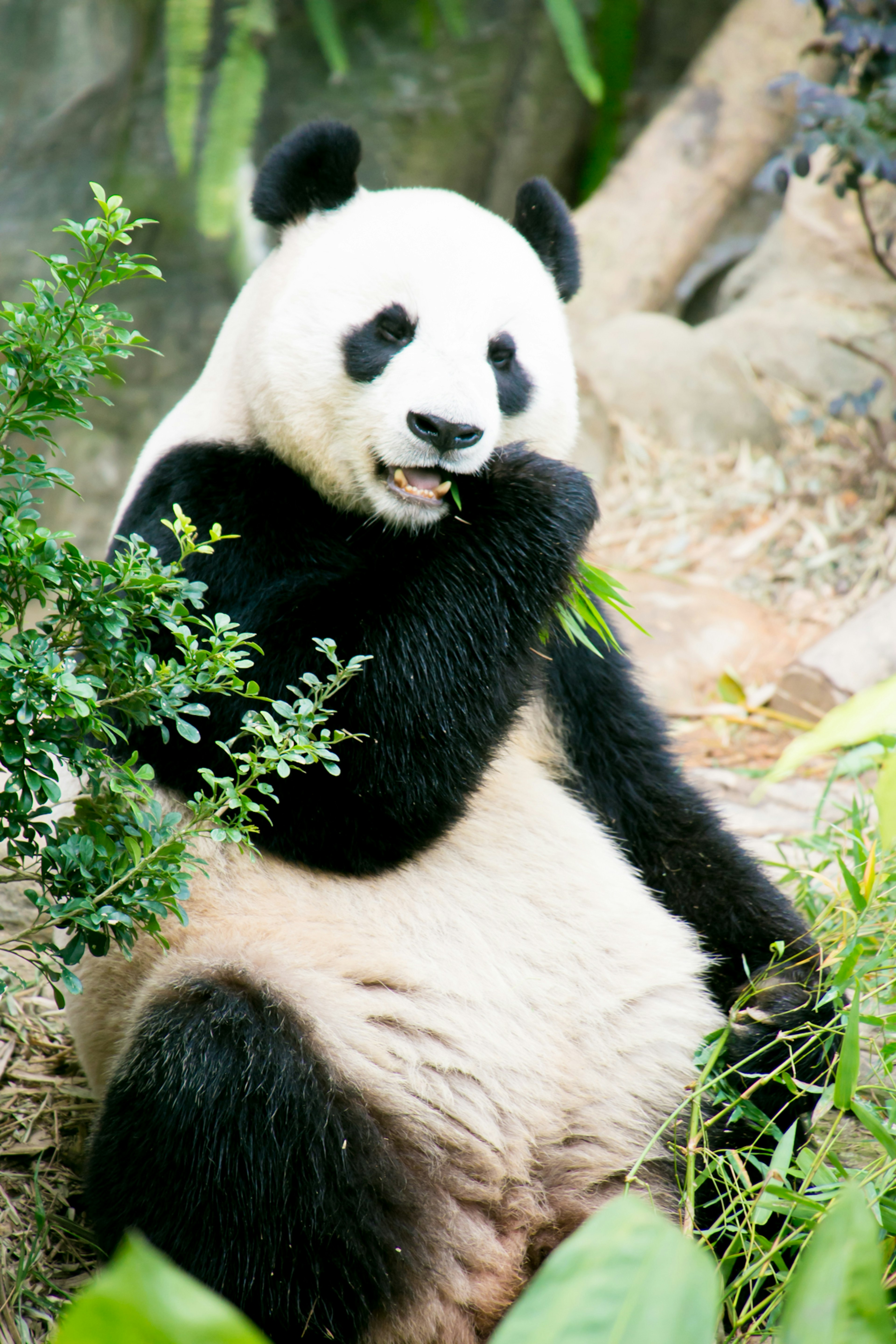 Seekor panda duduk dan makan daun di lingkungan hijau yang subur