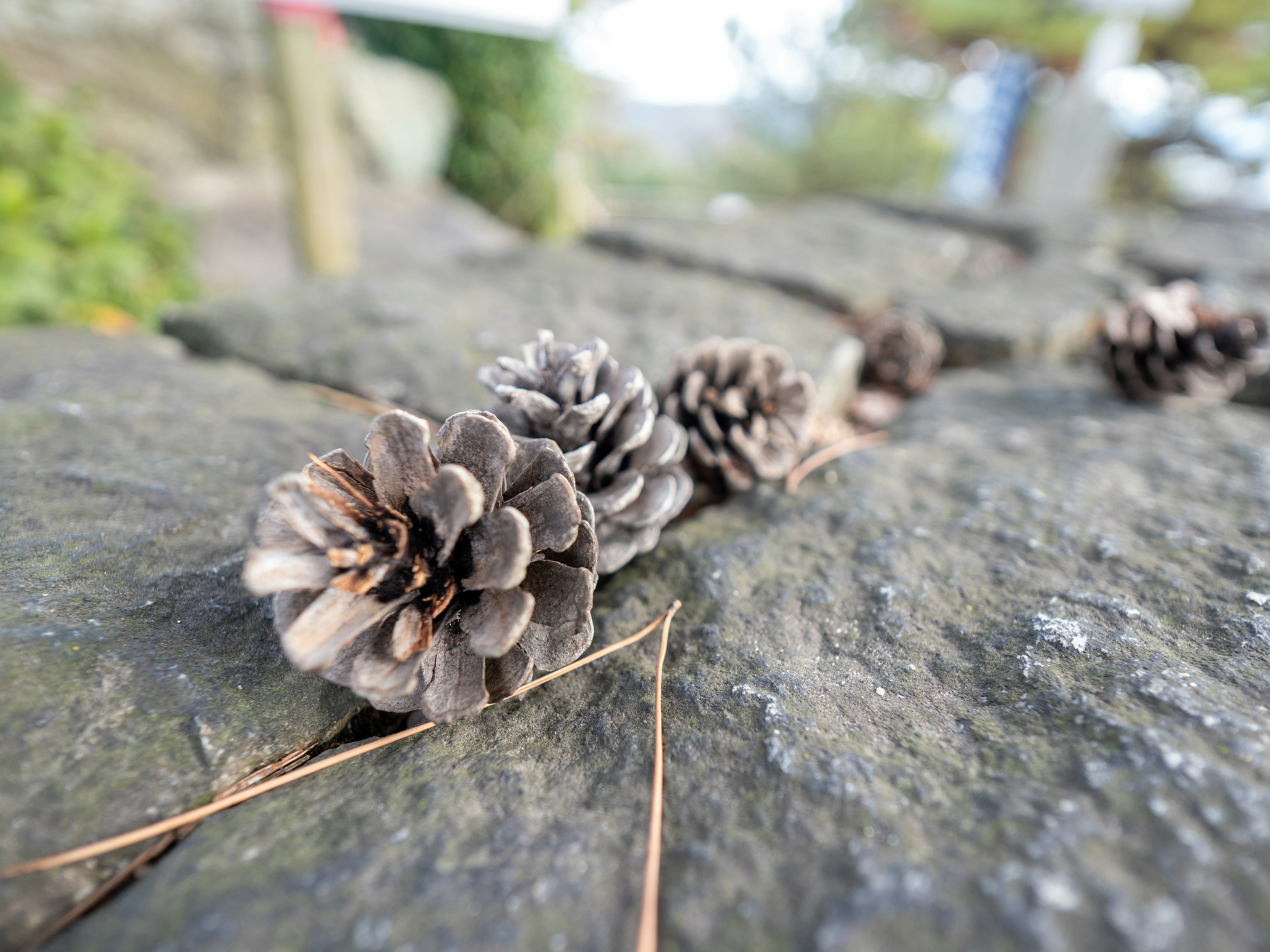 Pine cones arranged on a stone surface