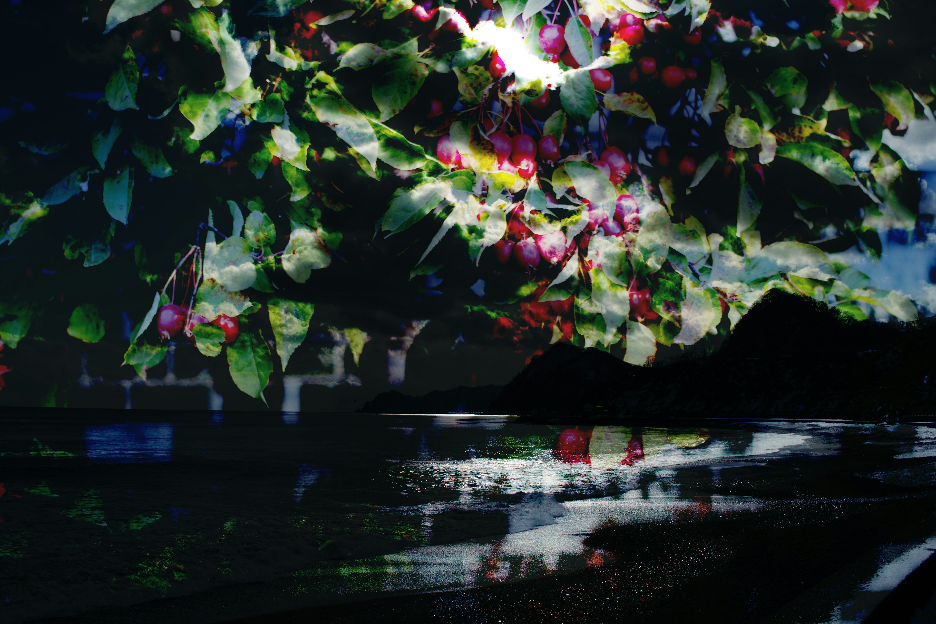 Vibrant leaves along the coastline reflecting in the night sky