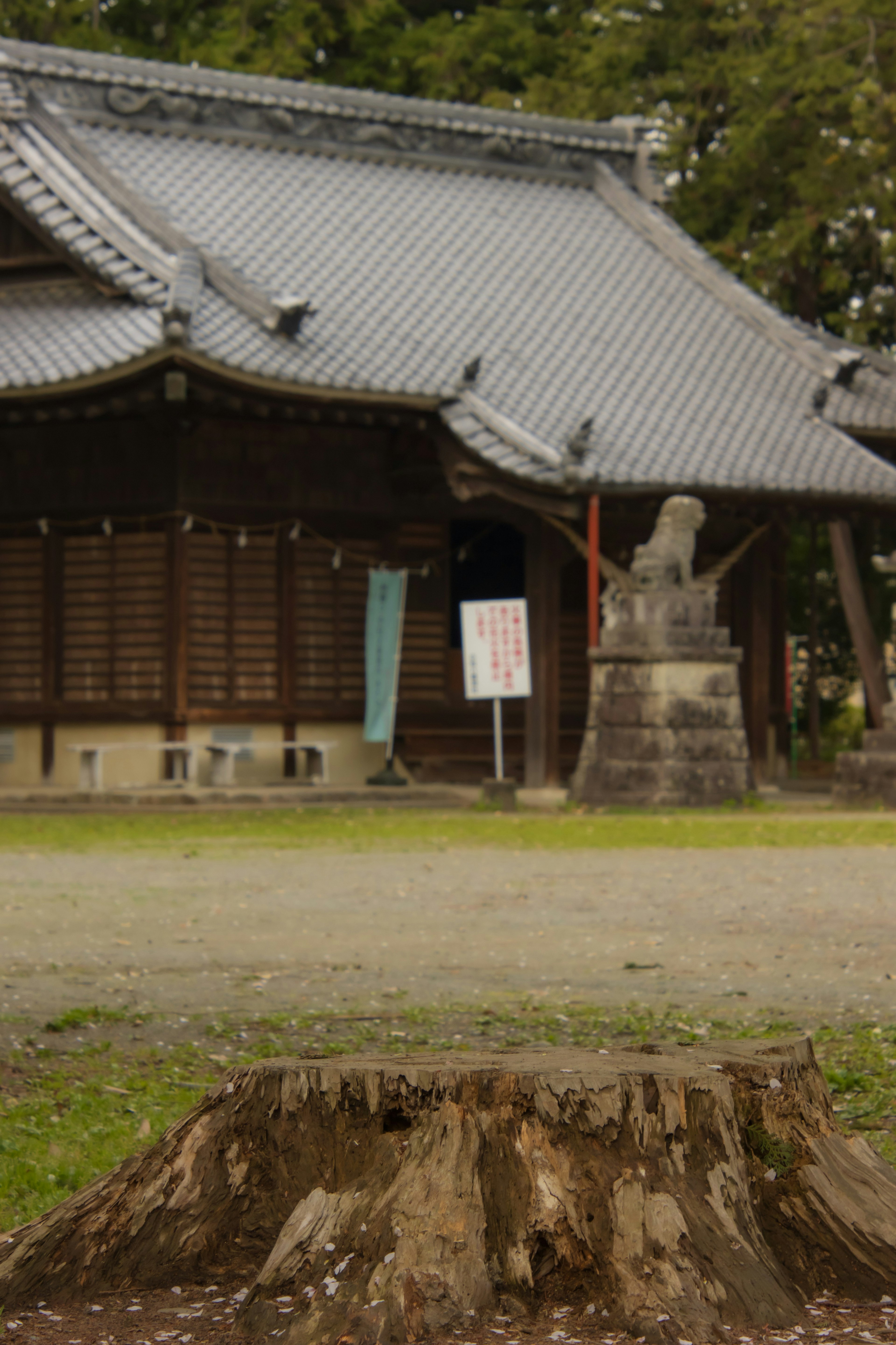 Souche devant un temple avec une statue de lion en pierre