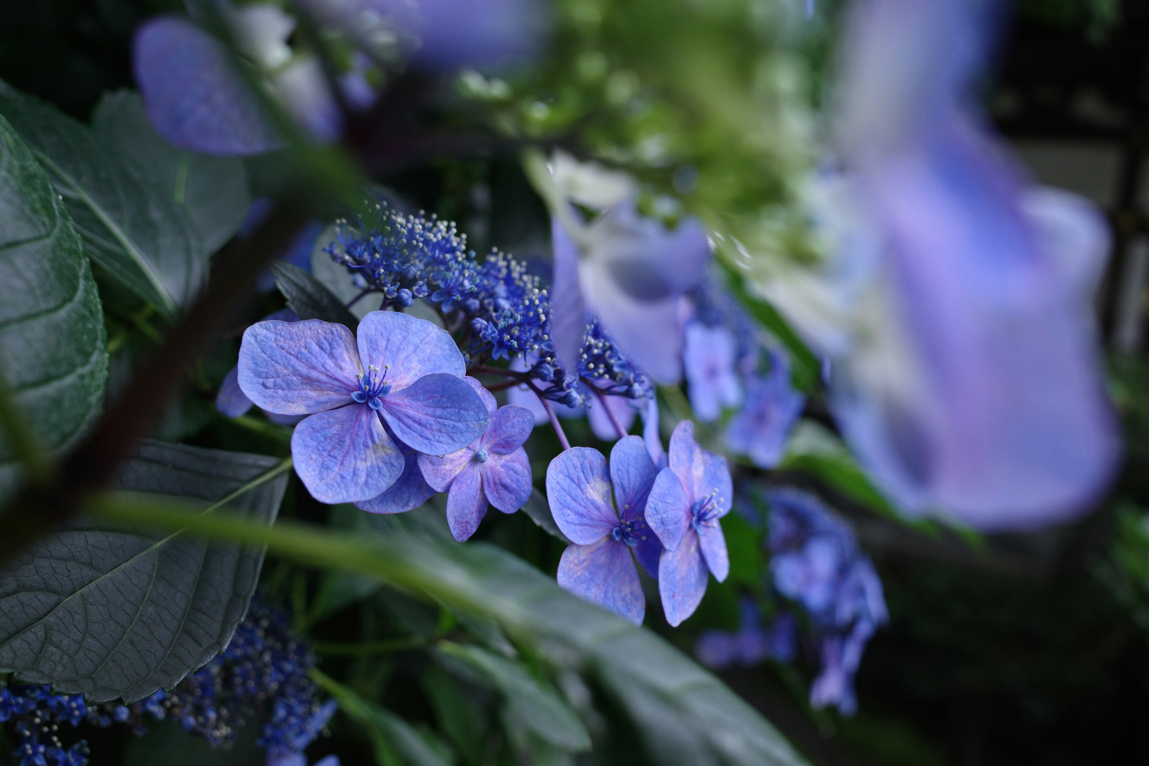 青紫色の花が咲いている植物のクローズアップ