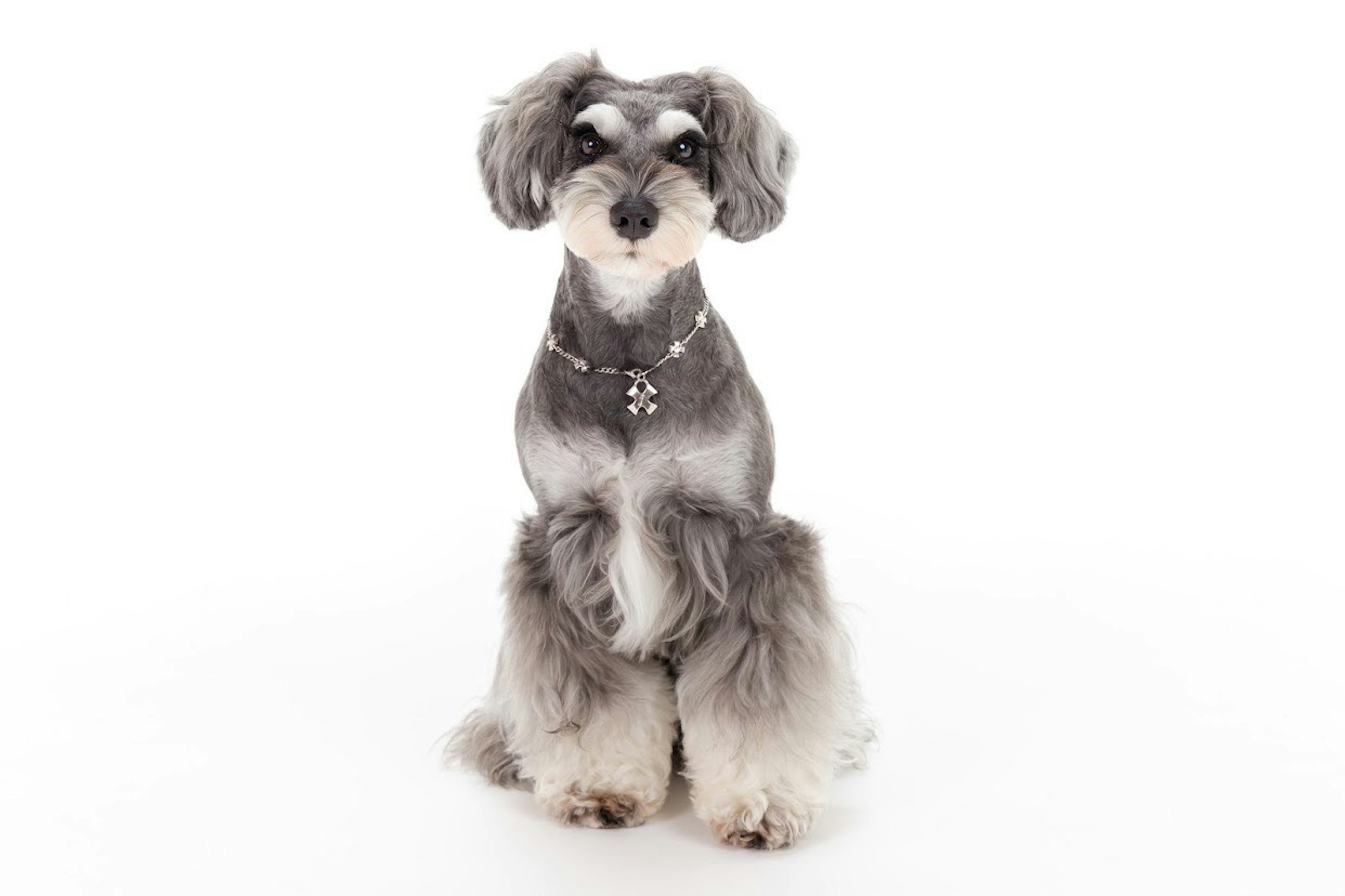 Chó schnauzer xám ngồi trước nền trắng