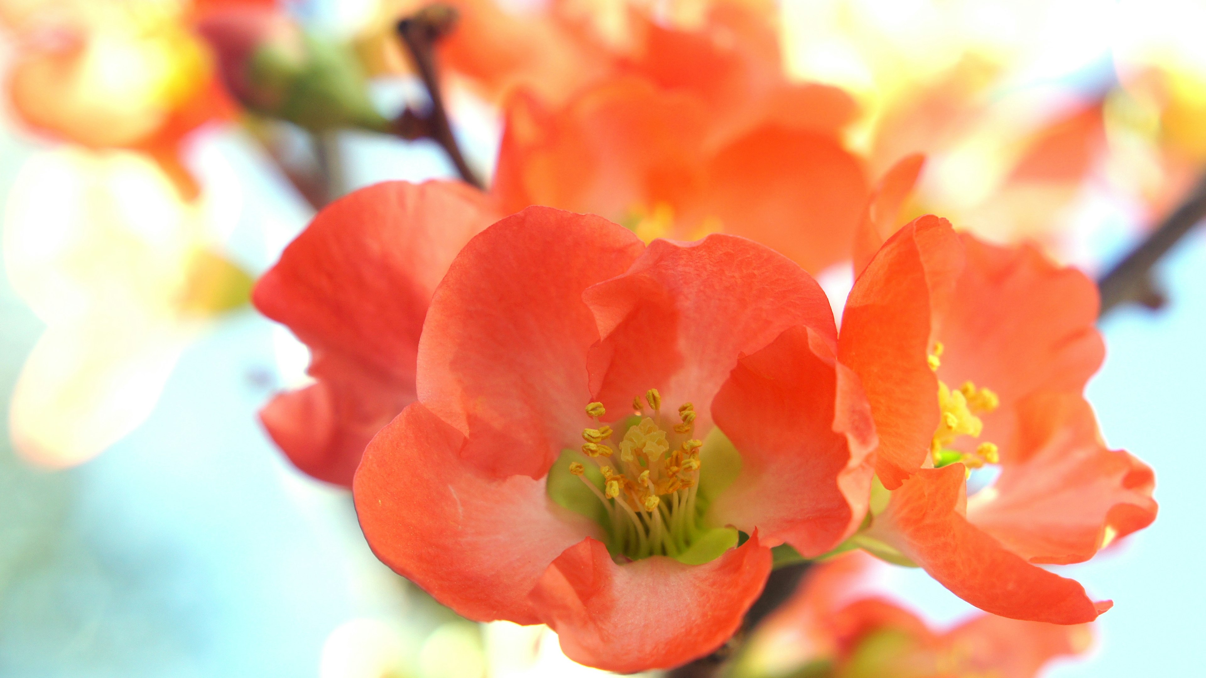 Lebendige orangefarbene Blumen blühen an einem Ast