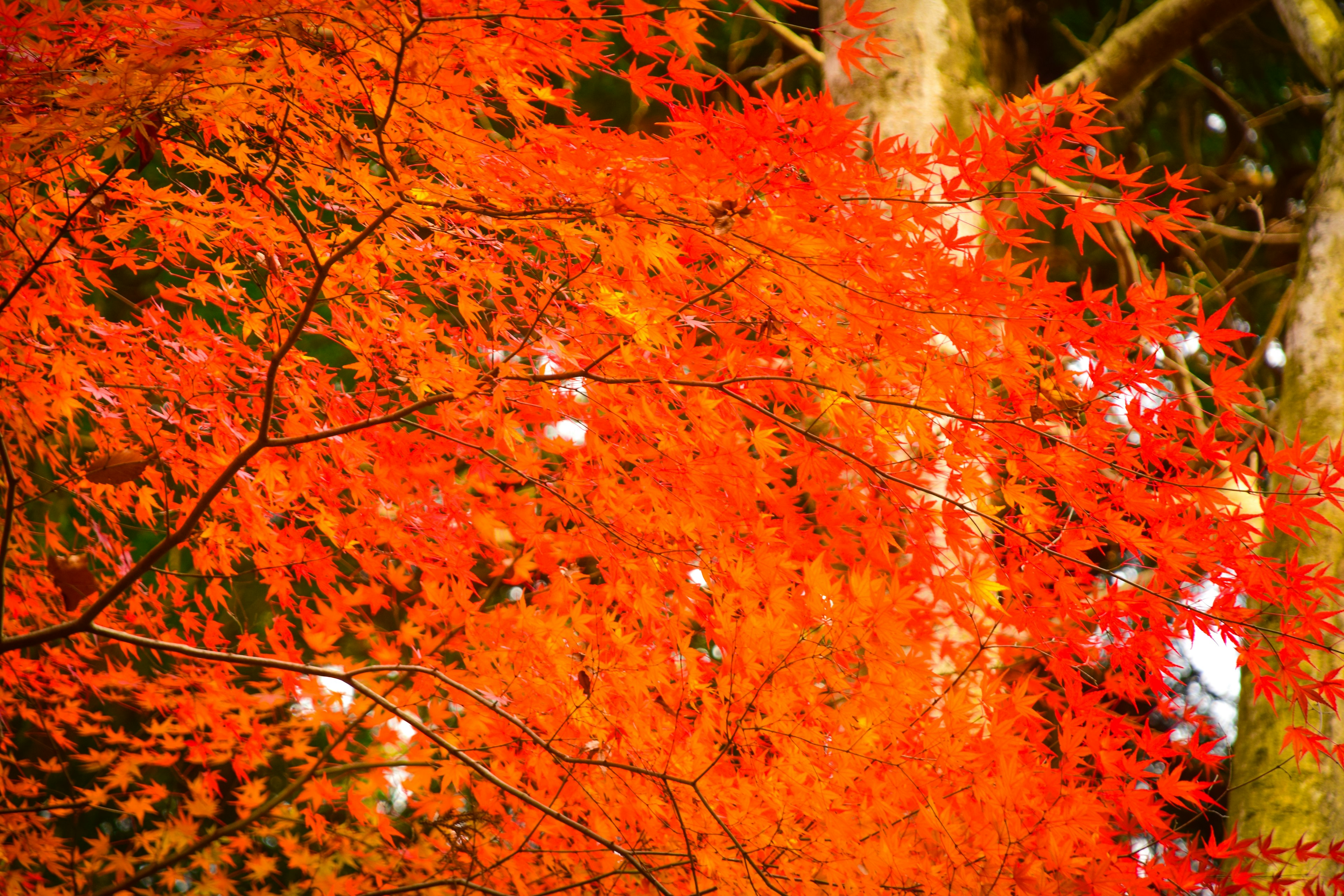 Foglie autunnali rosse vivaci su rami di albero