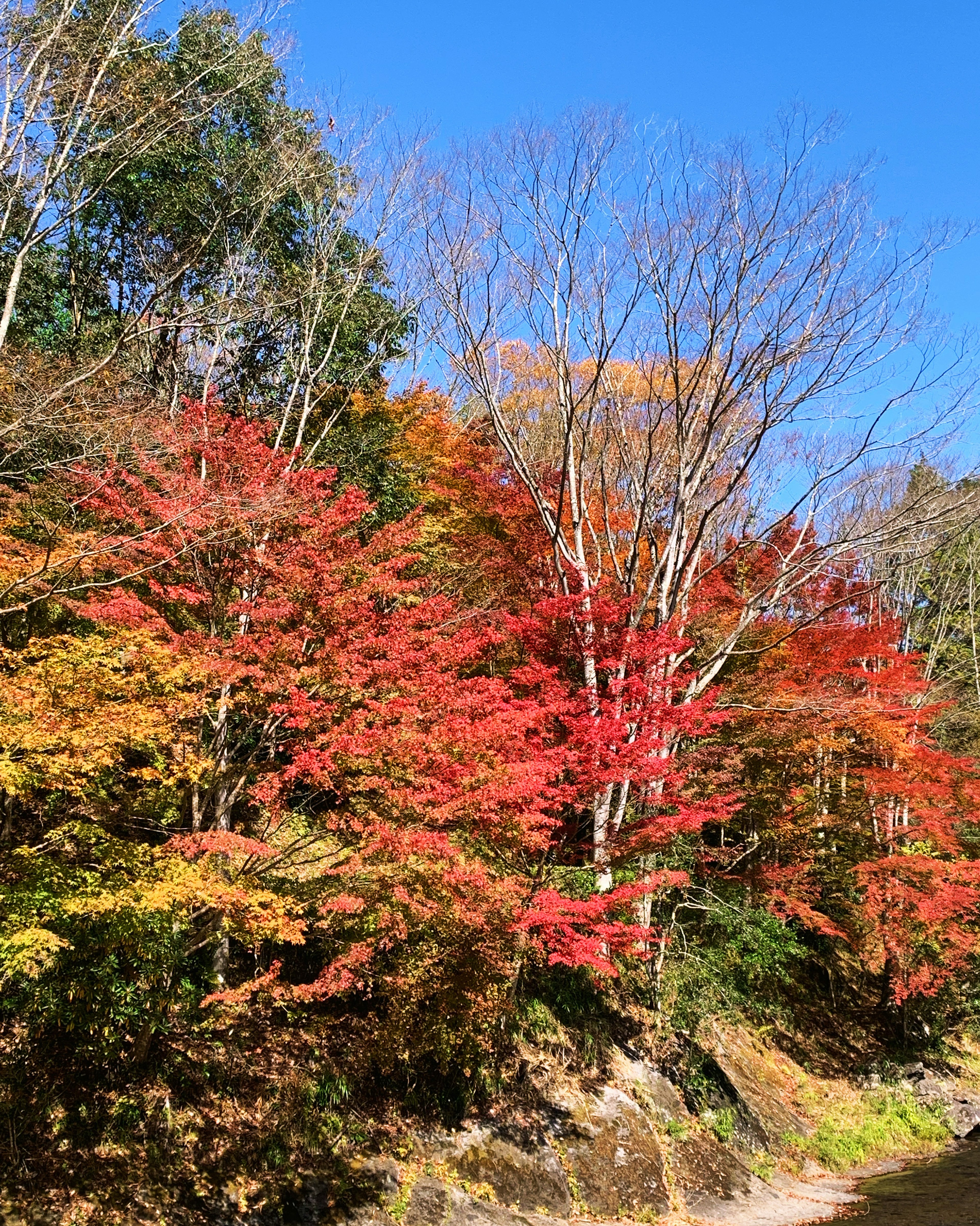 ใบไม้เปลี่ยนสีฤดูใบไม้ร่วงที่มีใบไม้สีแดงและสีเหลืองบนต้นไม้