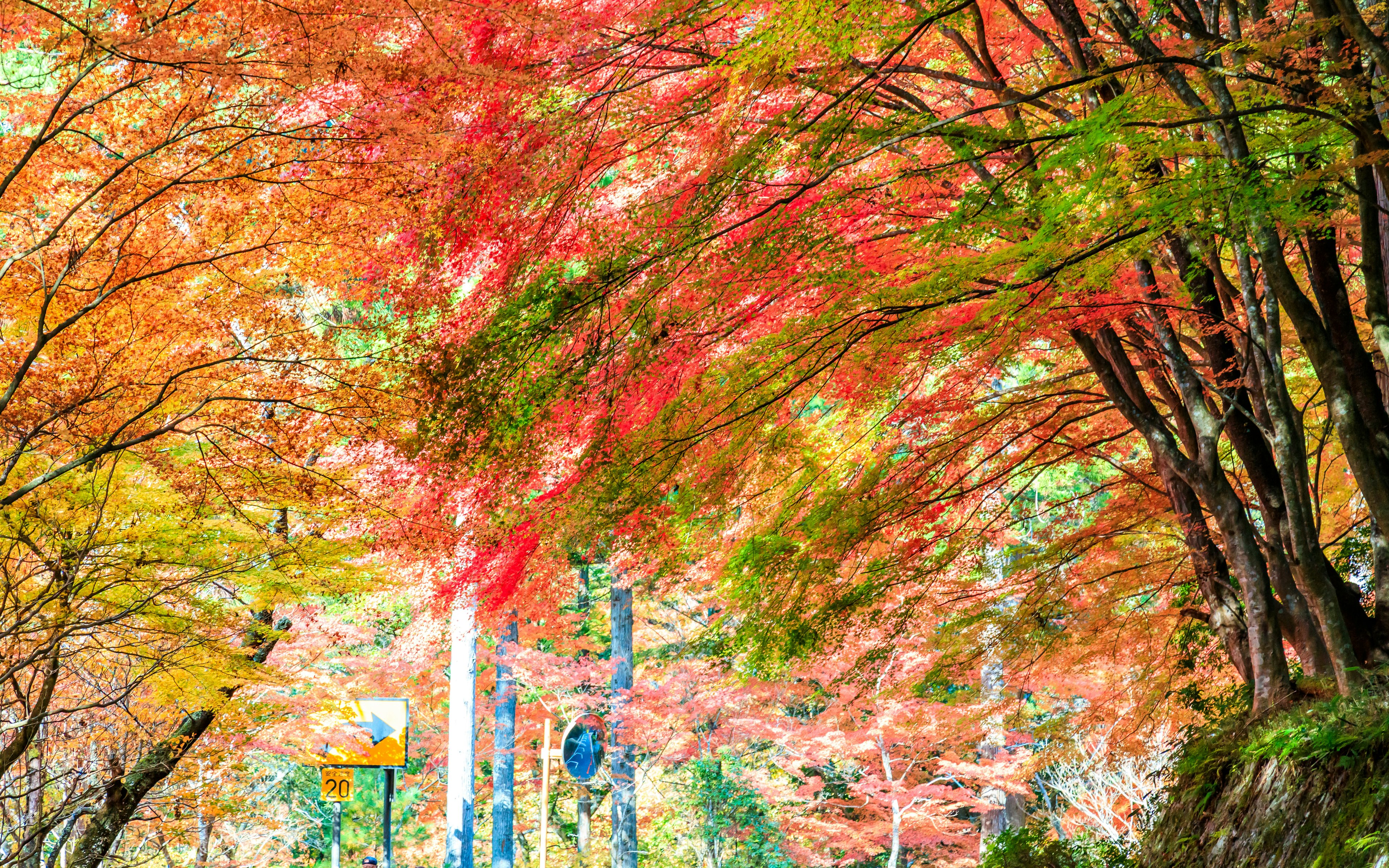 Lebendige Herbstlaub entlang eines von Bäumen gesäumten Weges