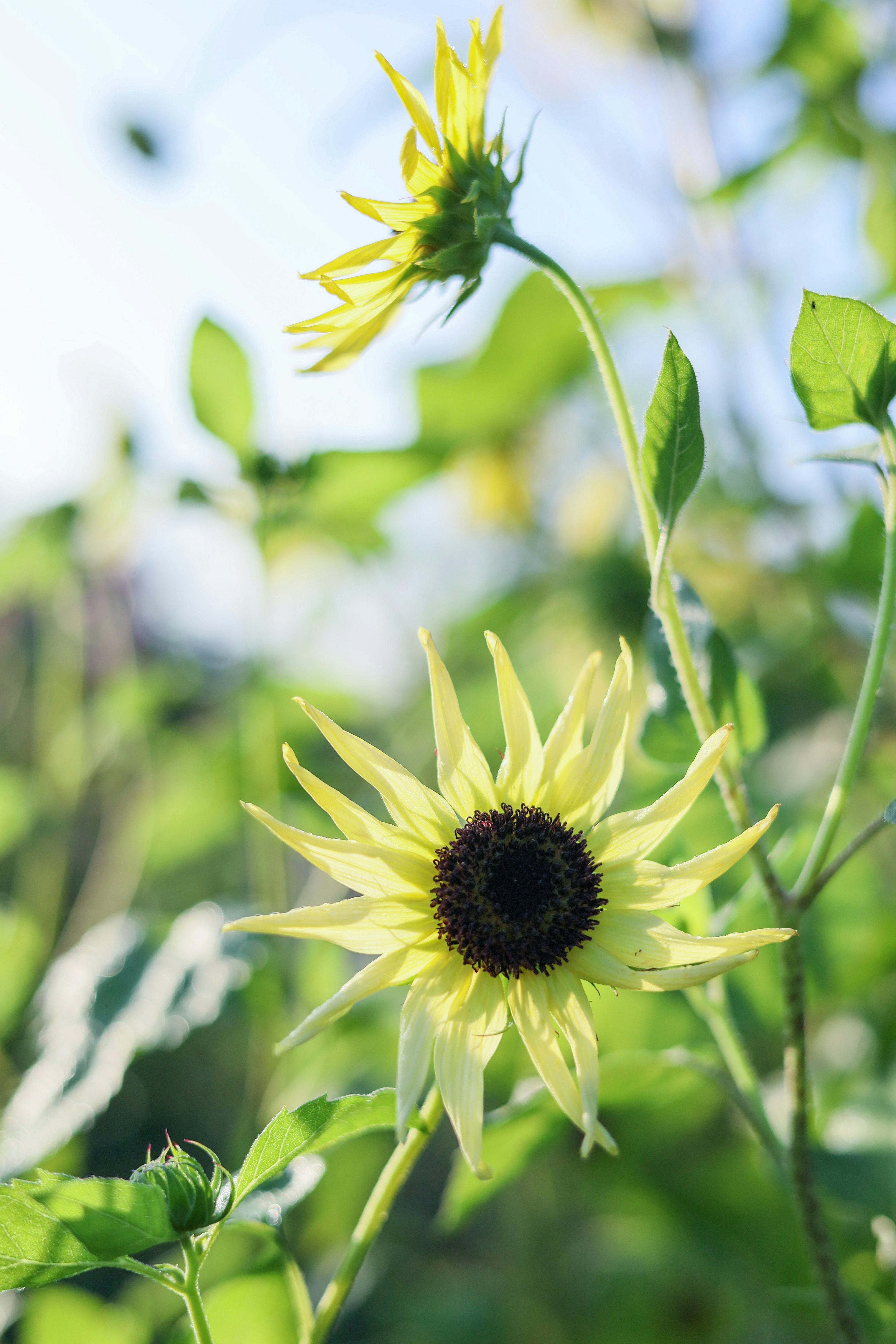 Eine gelbe Sonnenblume umgeben von grünen Blättern mit einer Knospe