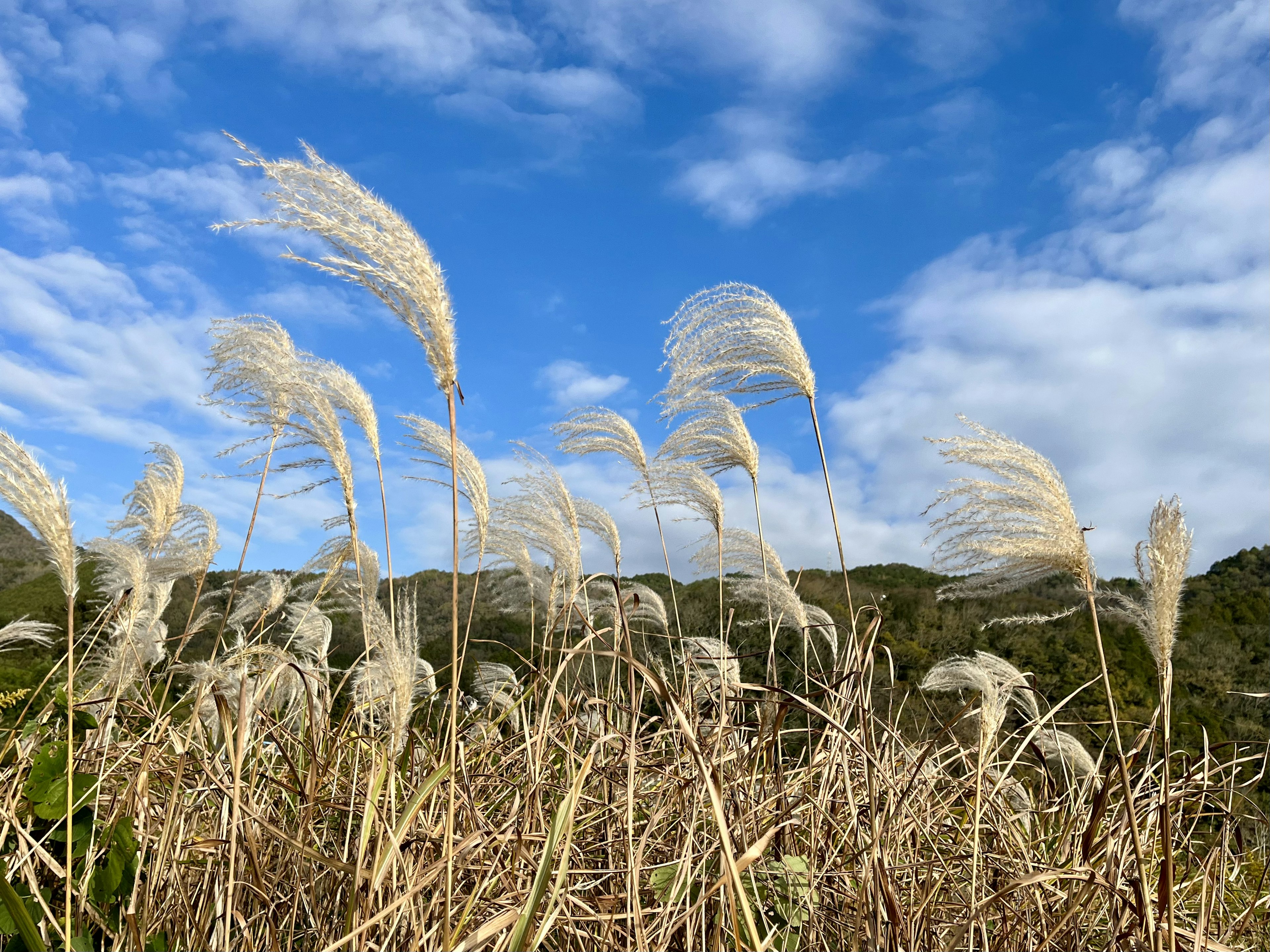 青空の下で揺れる穂のある草原の風景