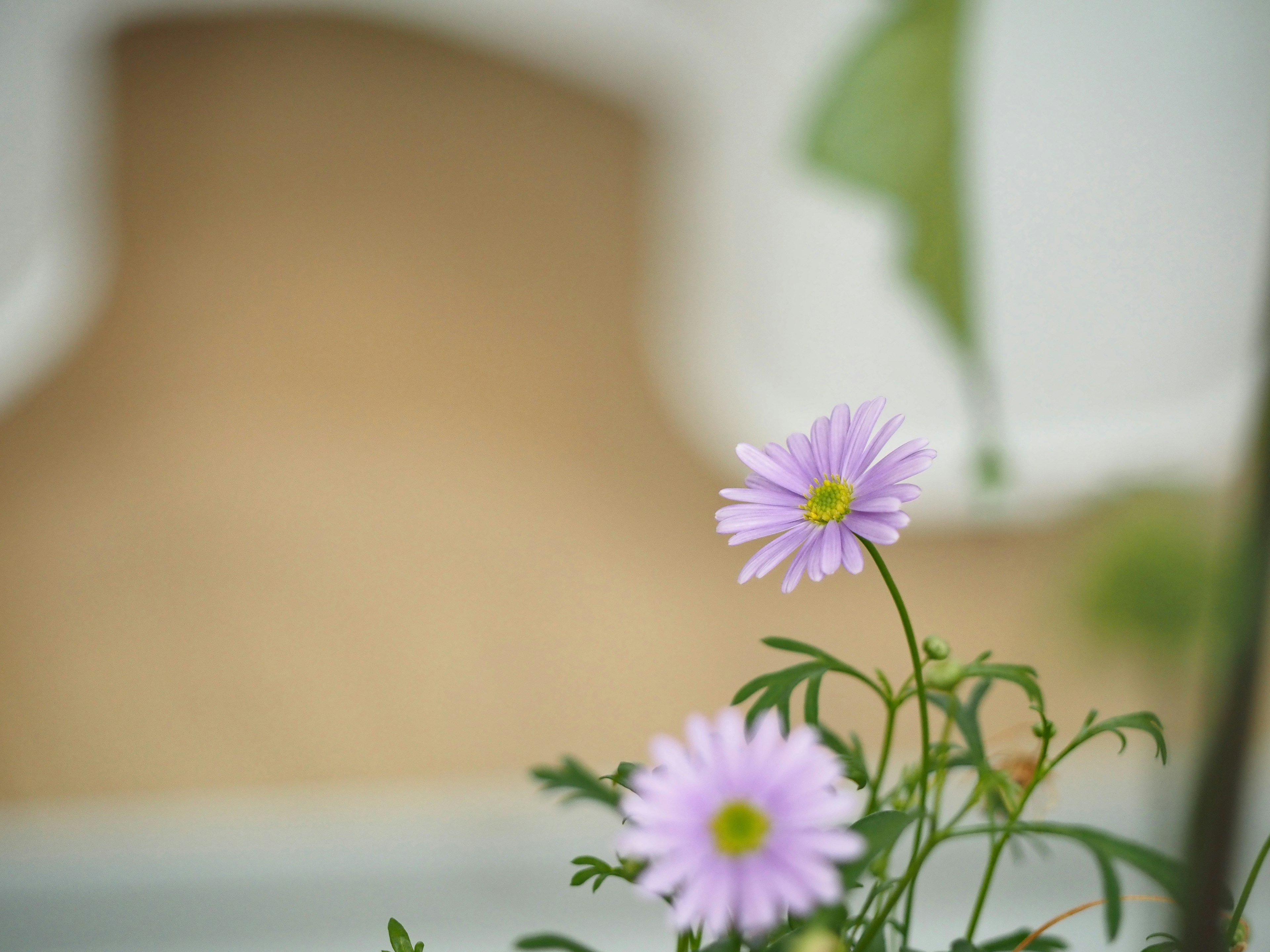 Primer plano de una planta con flores moradas pálidas fondo borroso de una pared beige