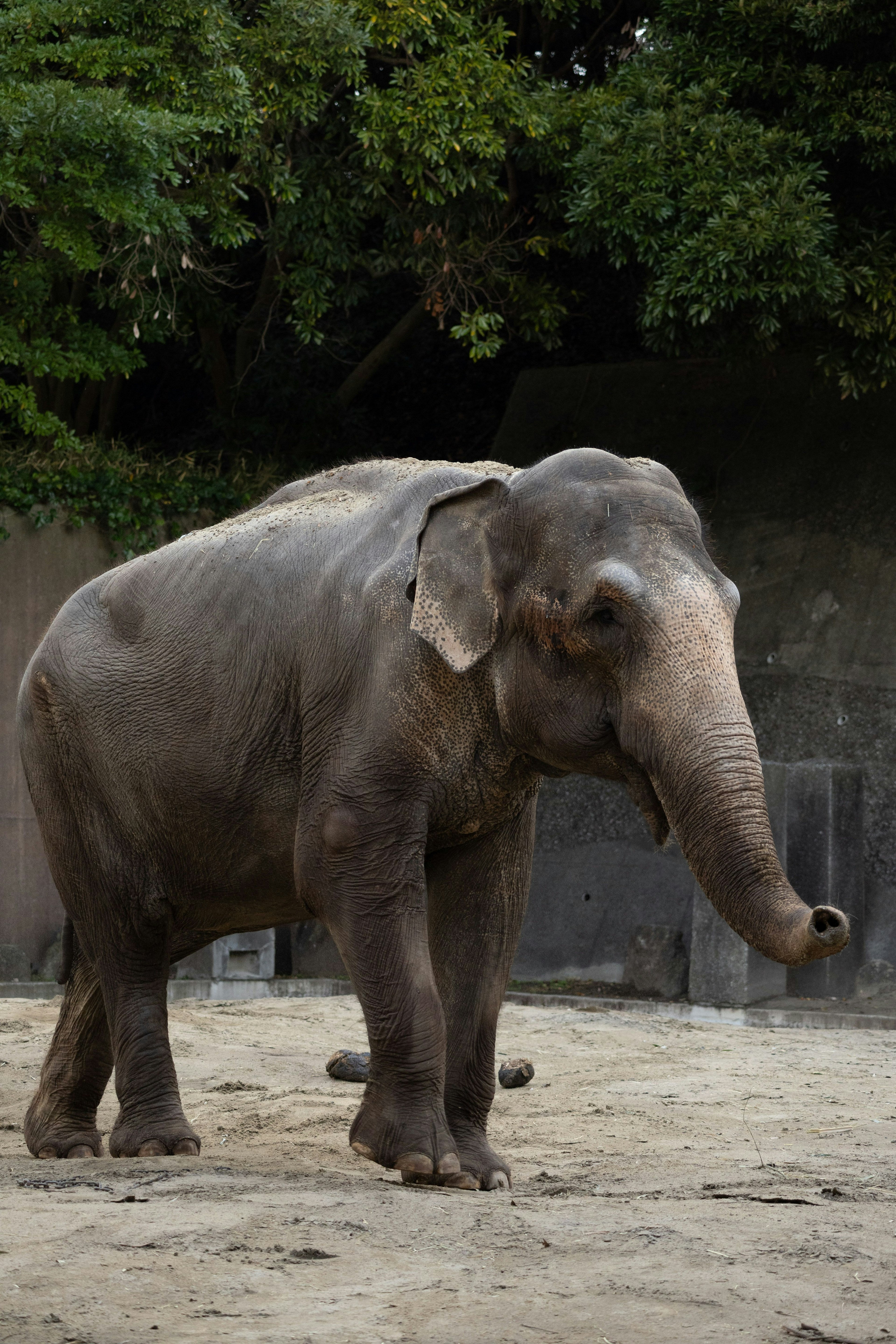 Ein Elefant steht in einem Zoo mit grünen Bäumen im Hintergrund