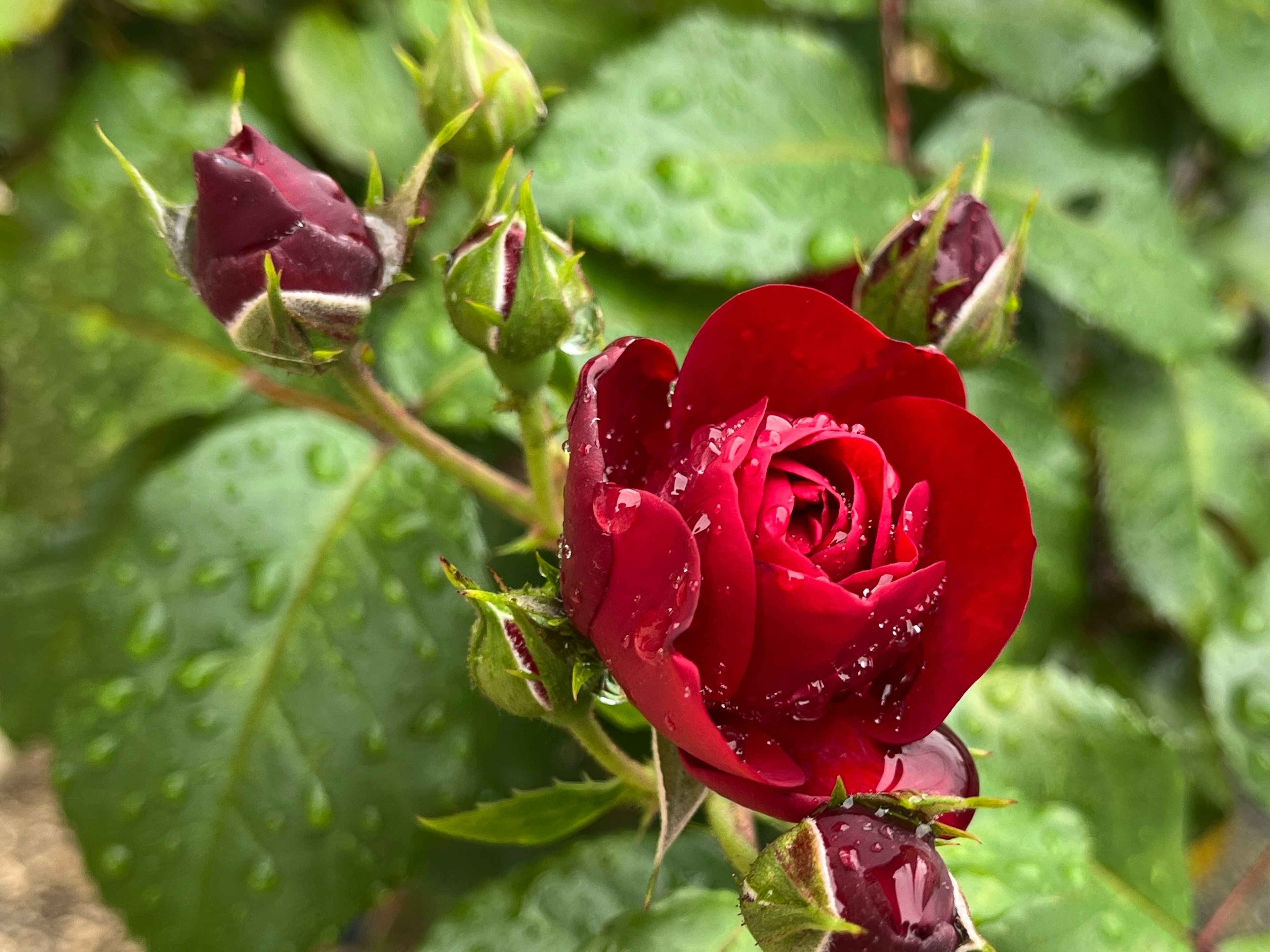 赤いバラの花とつぼみが水滴をまとって鮮やかに咲いている