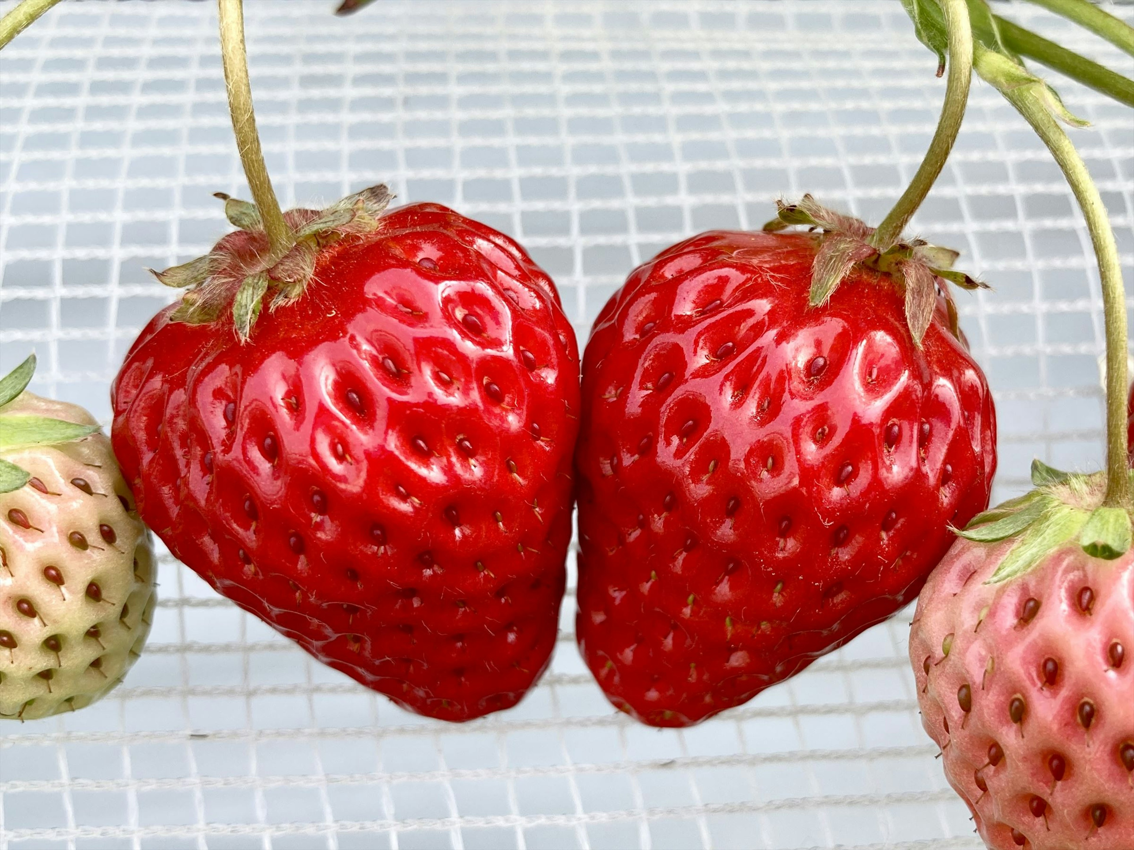 Two vibrant red strawberries side by side