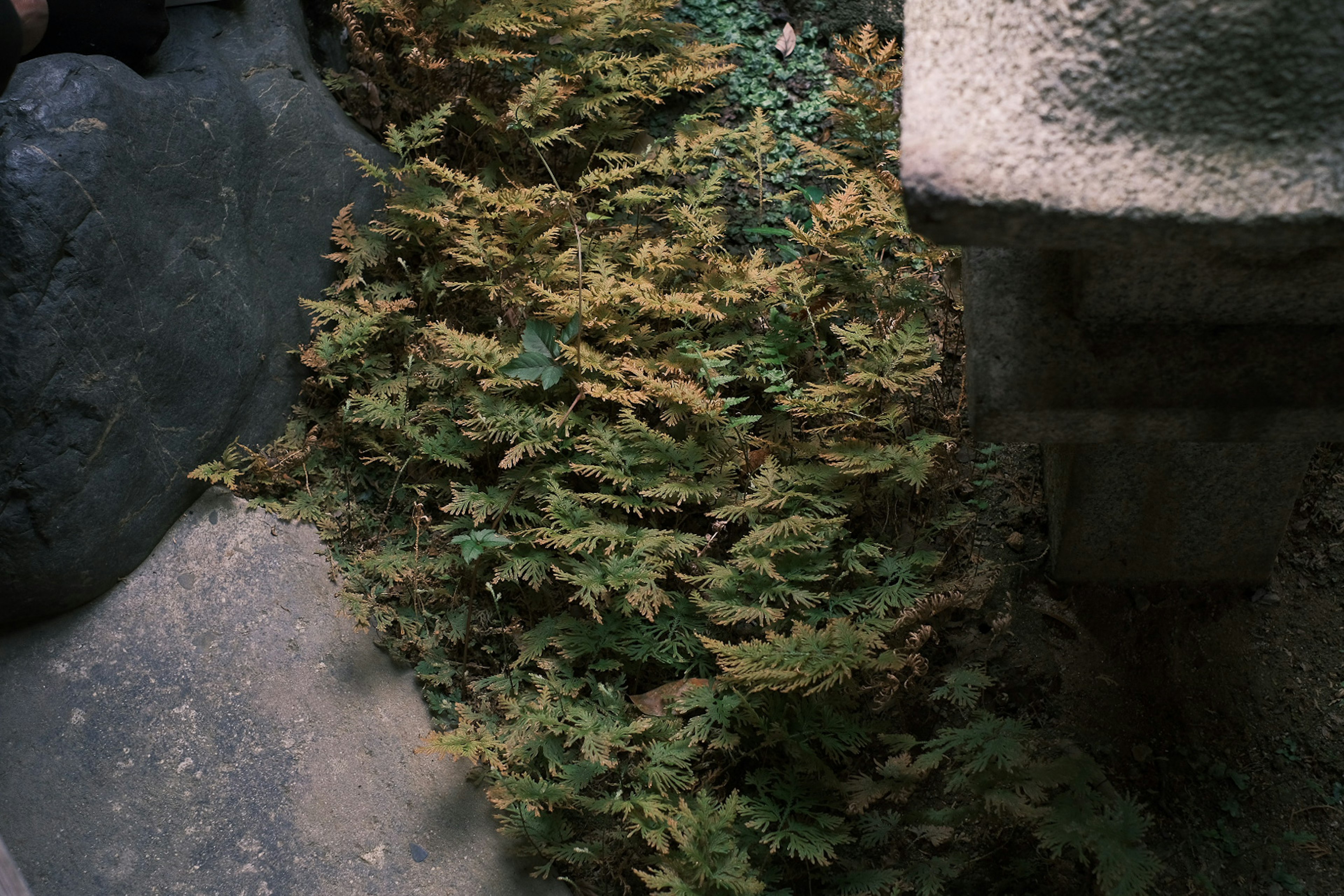 緑と茶色の葉が豊富なシダ植物と石の周囲の風景