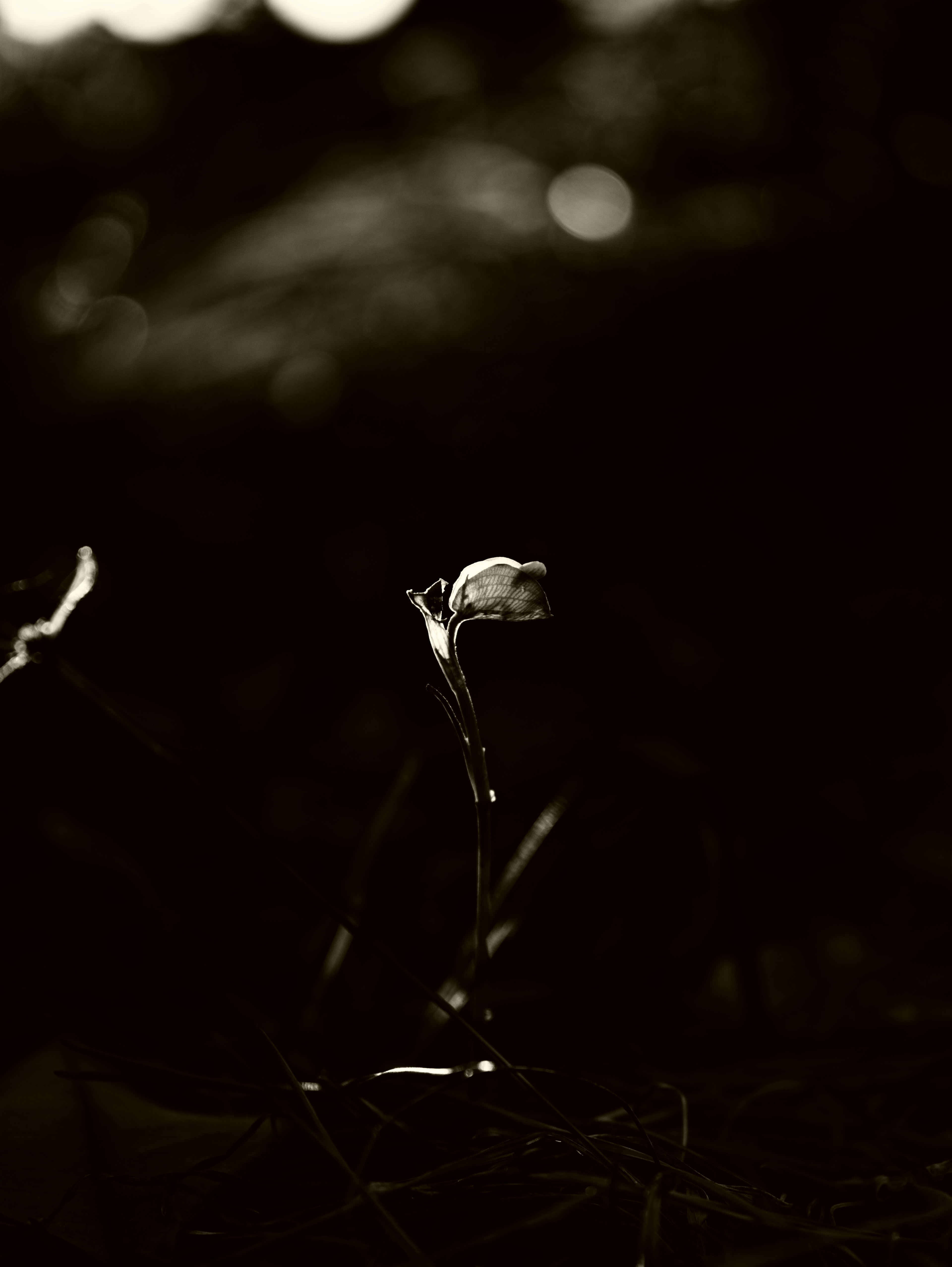 Un bouton de fleur blanche et une tige mince éclairés sur un fond sombre