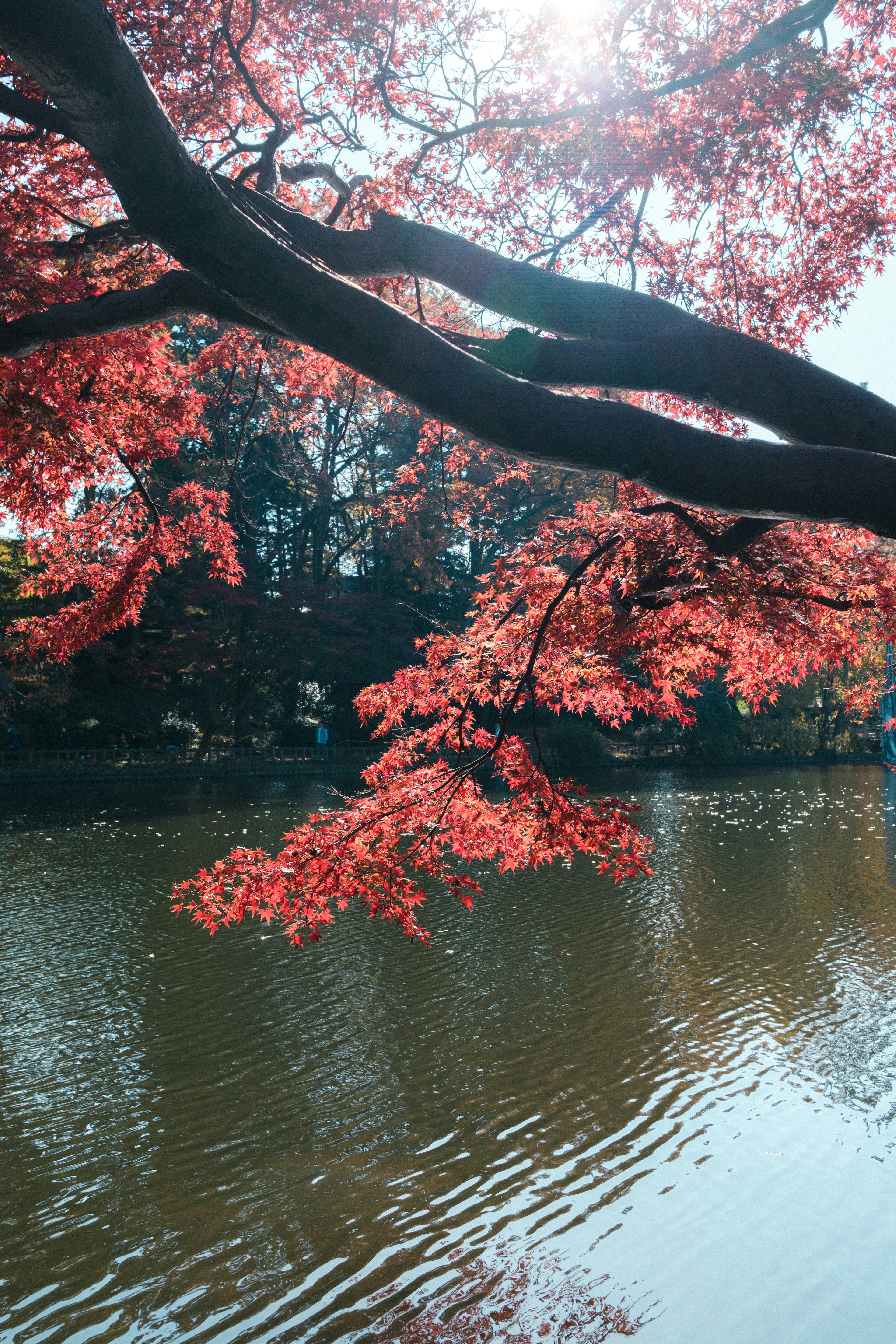 赤い葉を持つ木の枝が水面を覆い隠す美しい風景