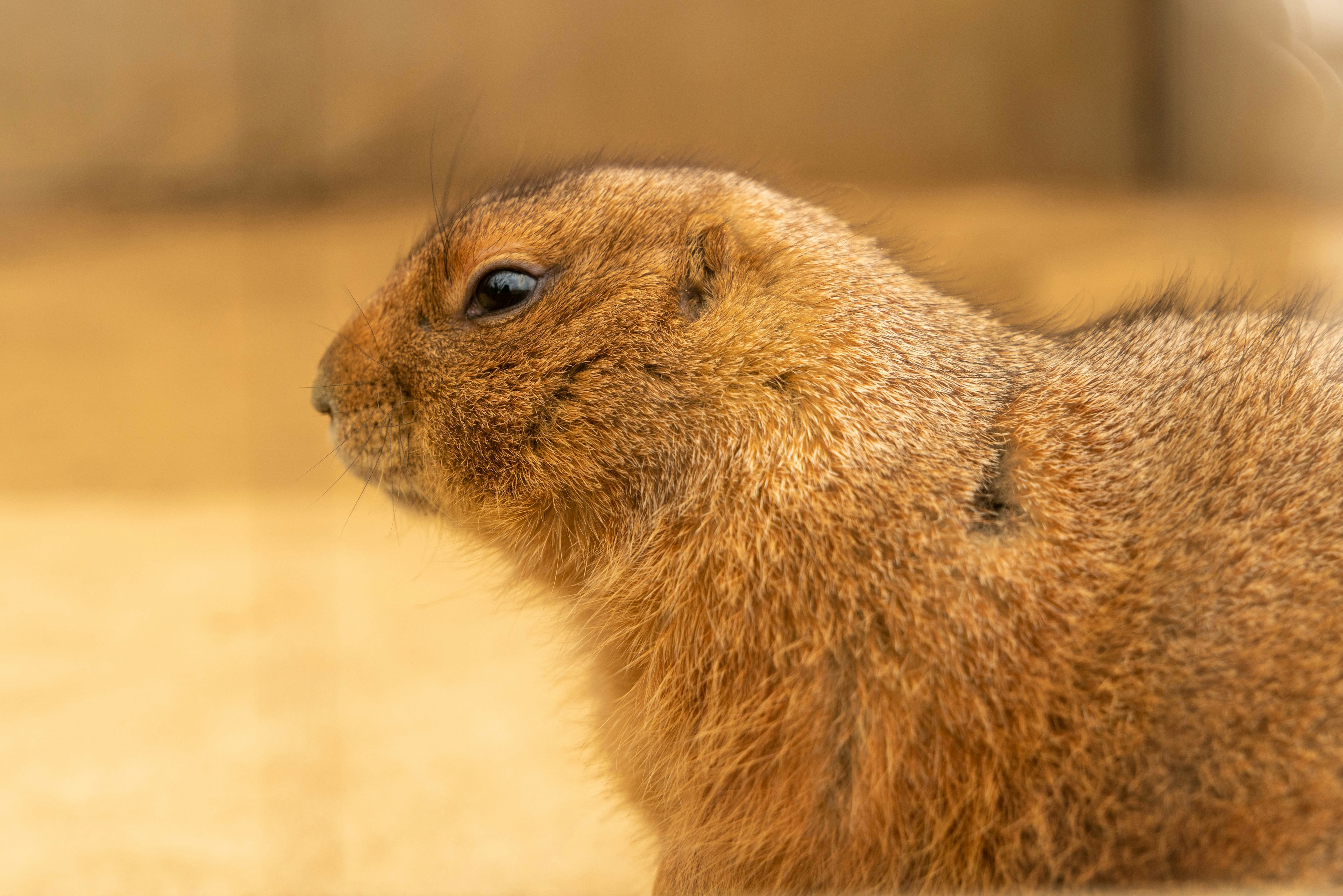 Gros plan du profil d'un chien de prairie brun