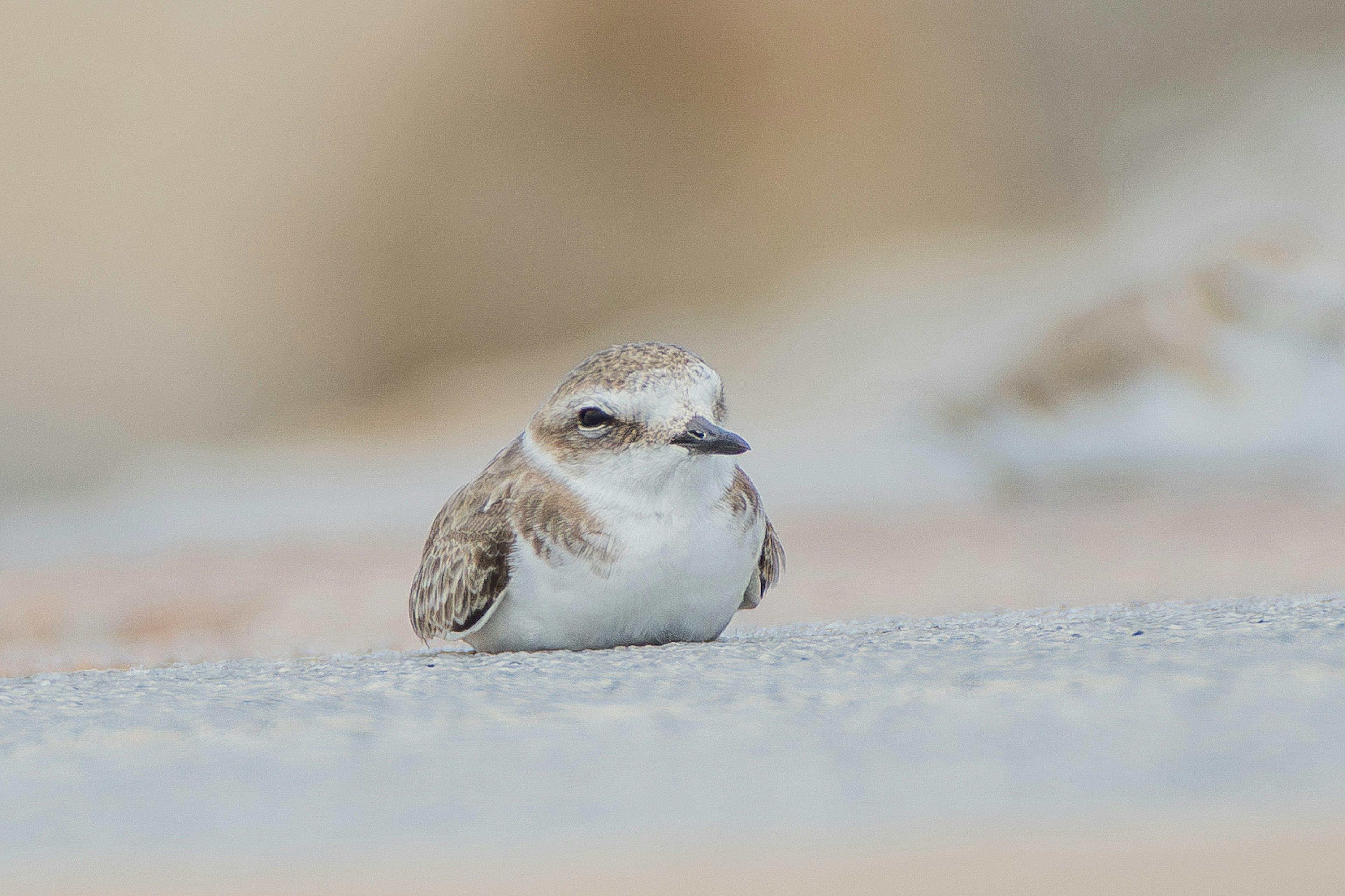 Ein kleiner Vogel sitzt auf dem Boden