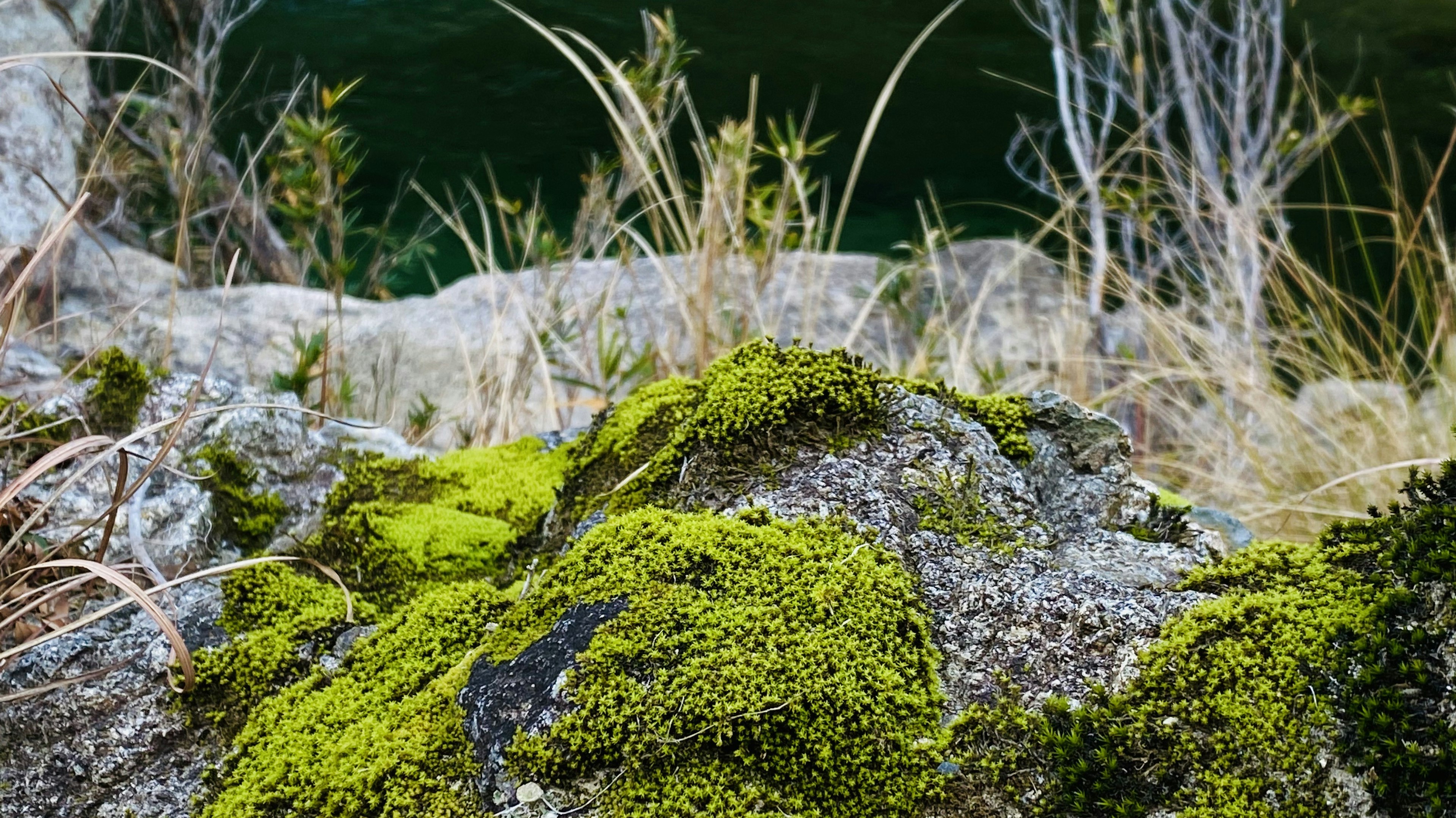 Foto ravvicinata di una roccia coperta di muschio con tonalità verdi