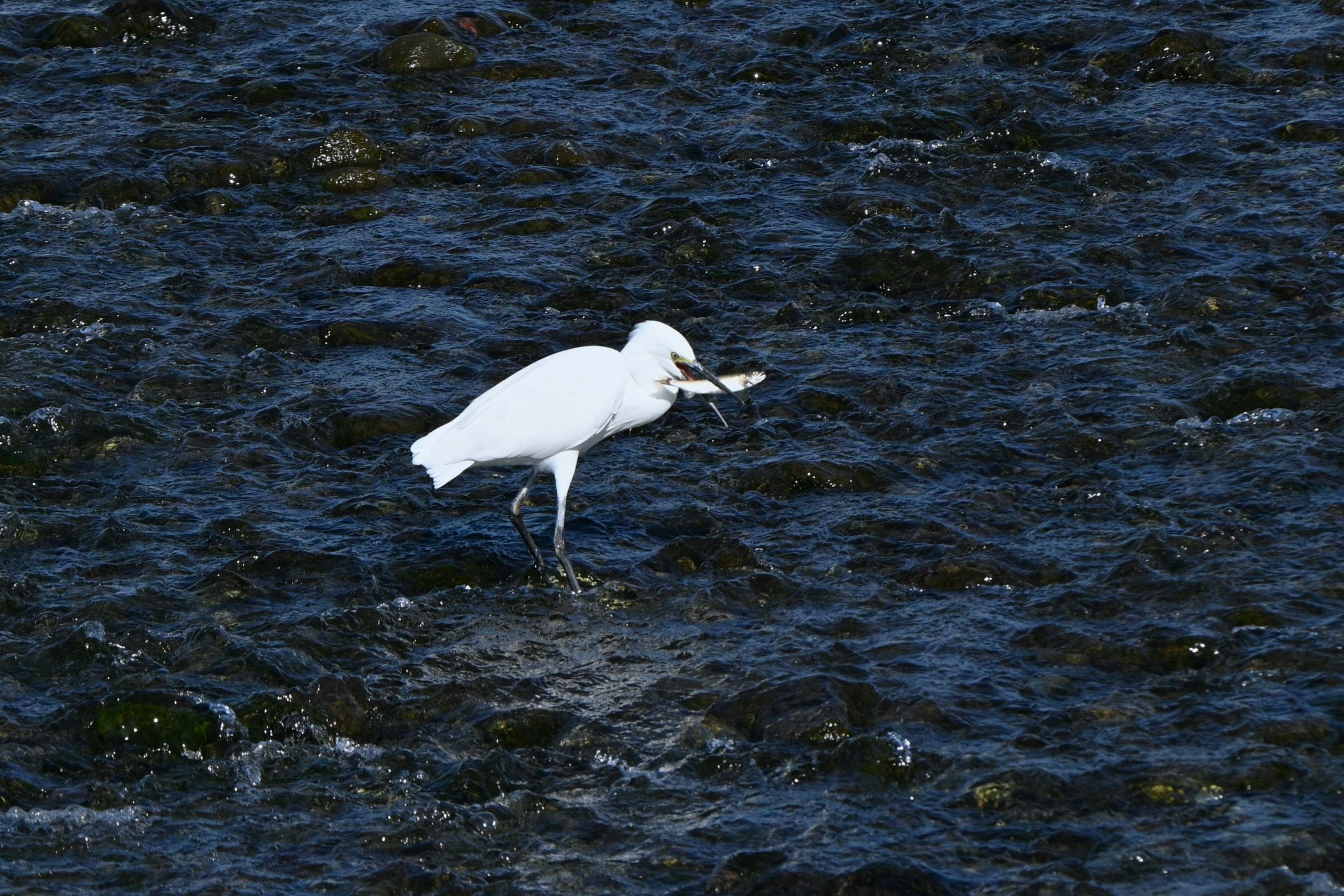 白いサギが魚をくわえて水面に立っている