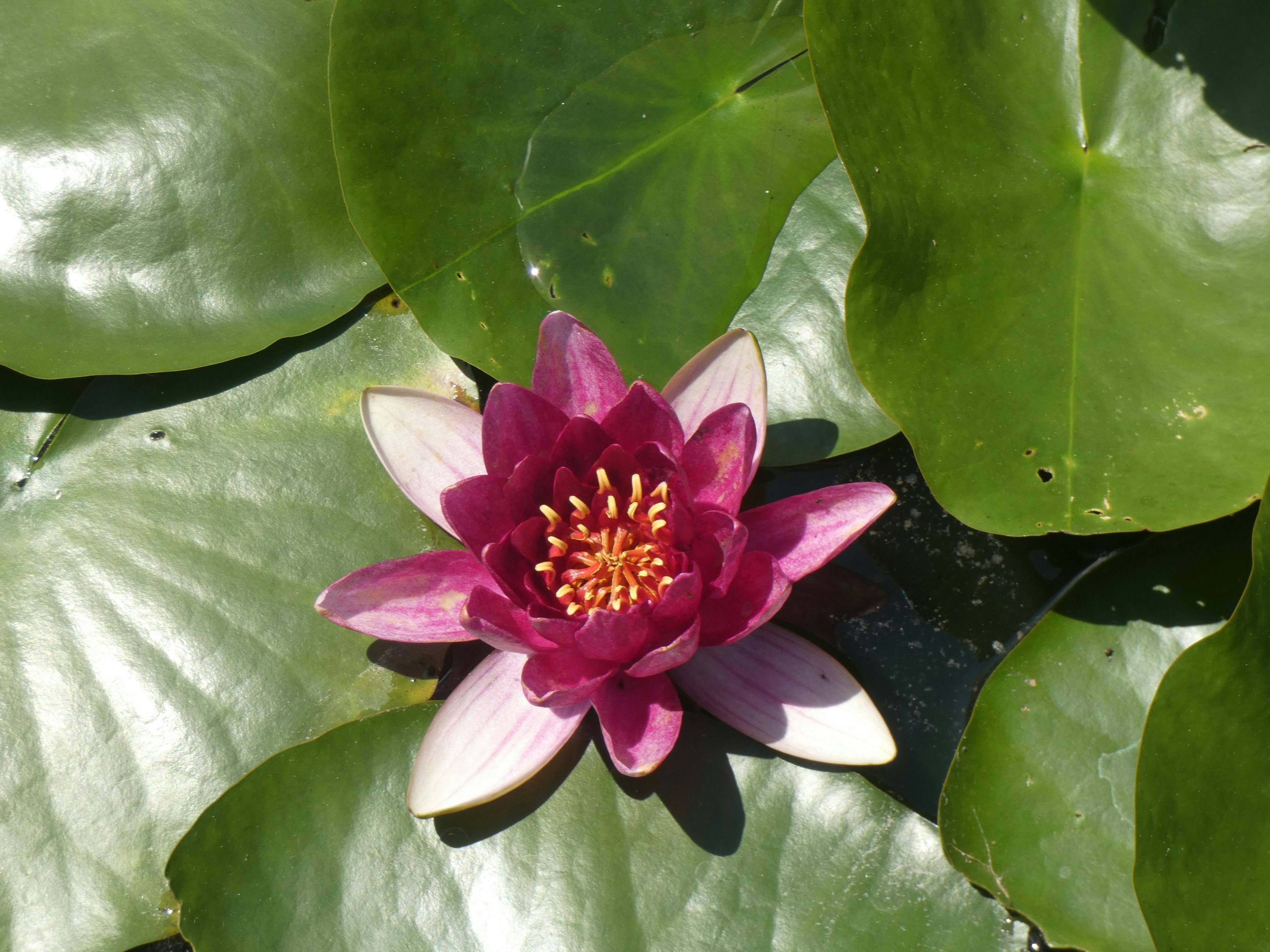 Bellissimo fiore di ninfea viola che sboccia sulla superficie dell'acqua tra foglie verdi