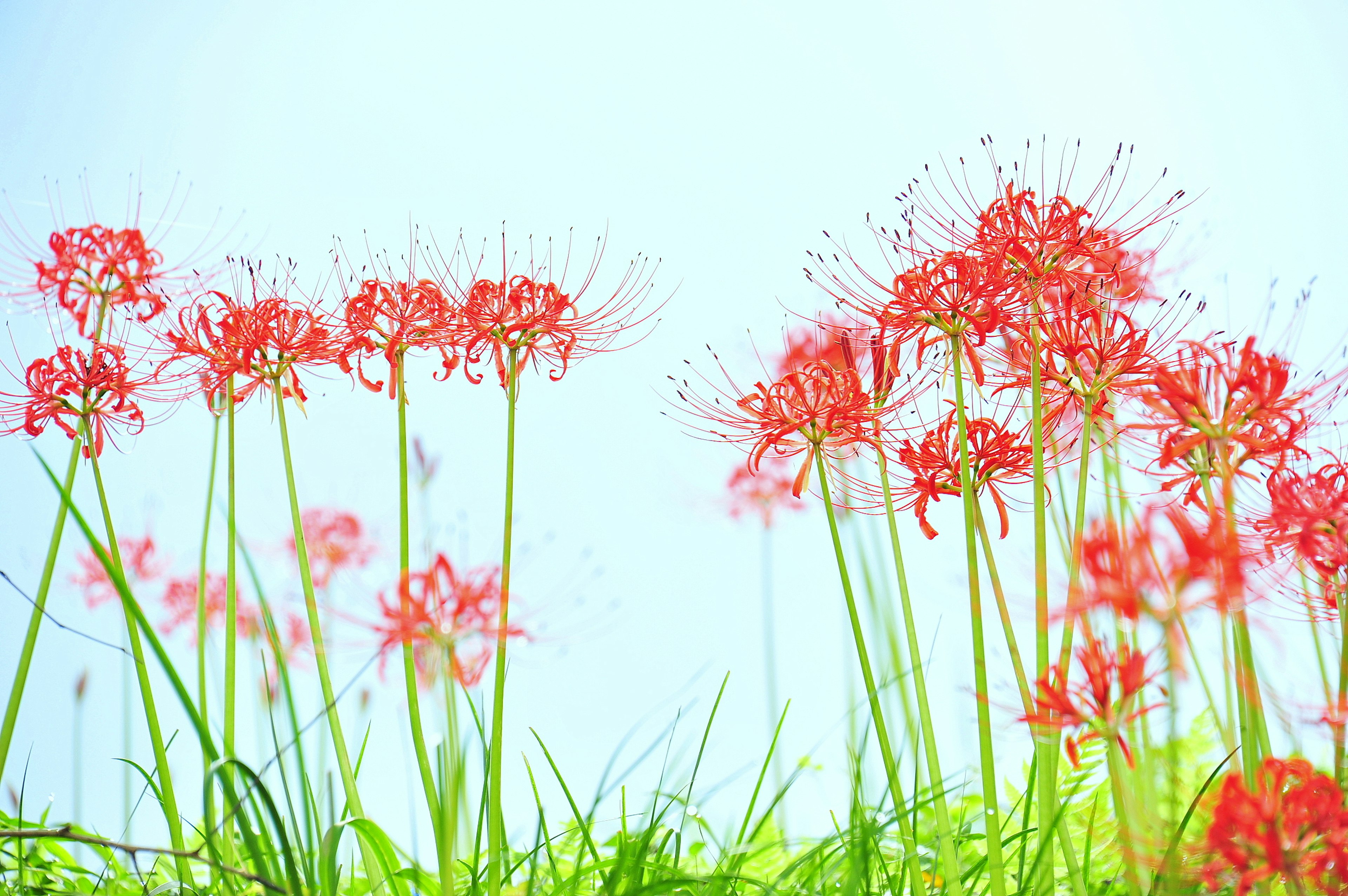 盛開的紅花田野映襯著明亮的天空