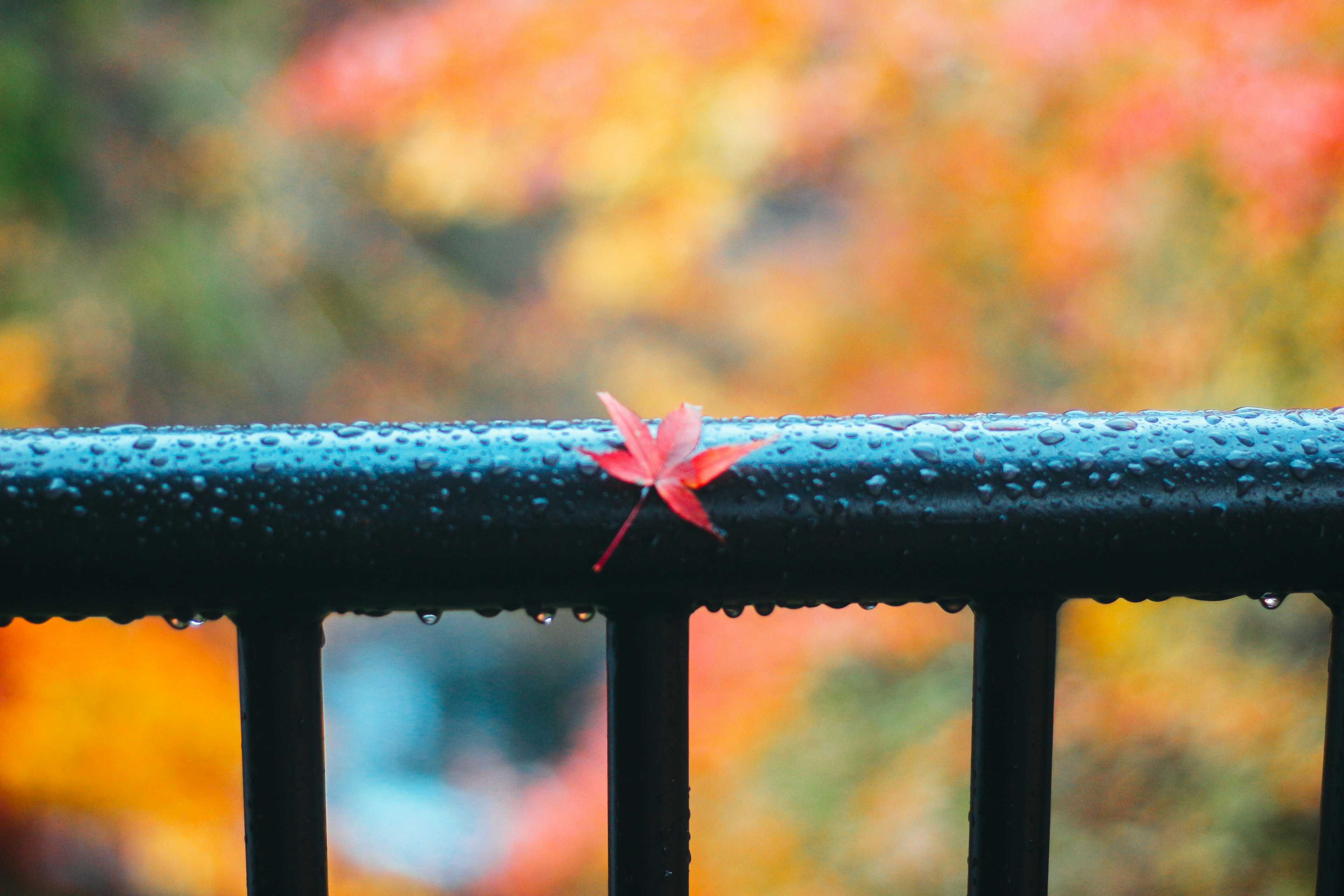 Red maple leaf resting on a wet black railing with vibrant autumn foliage in the background