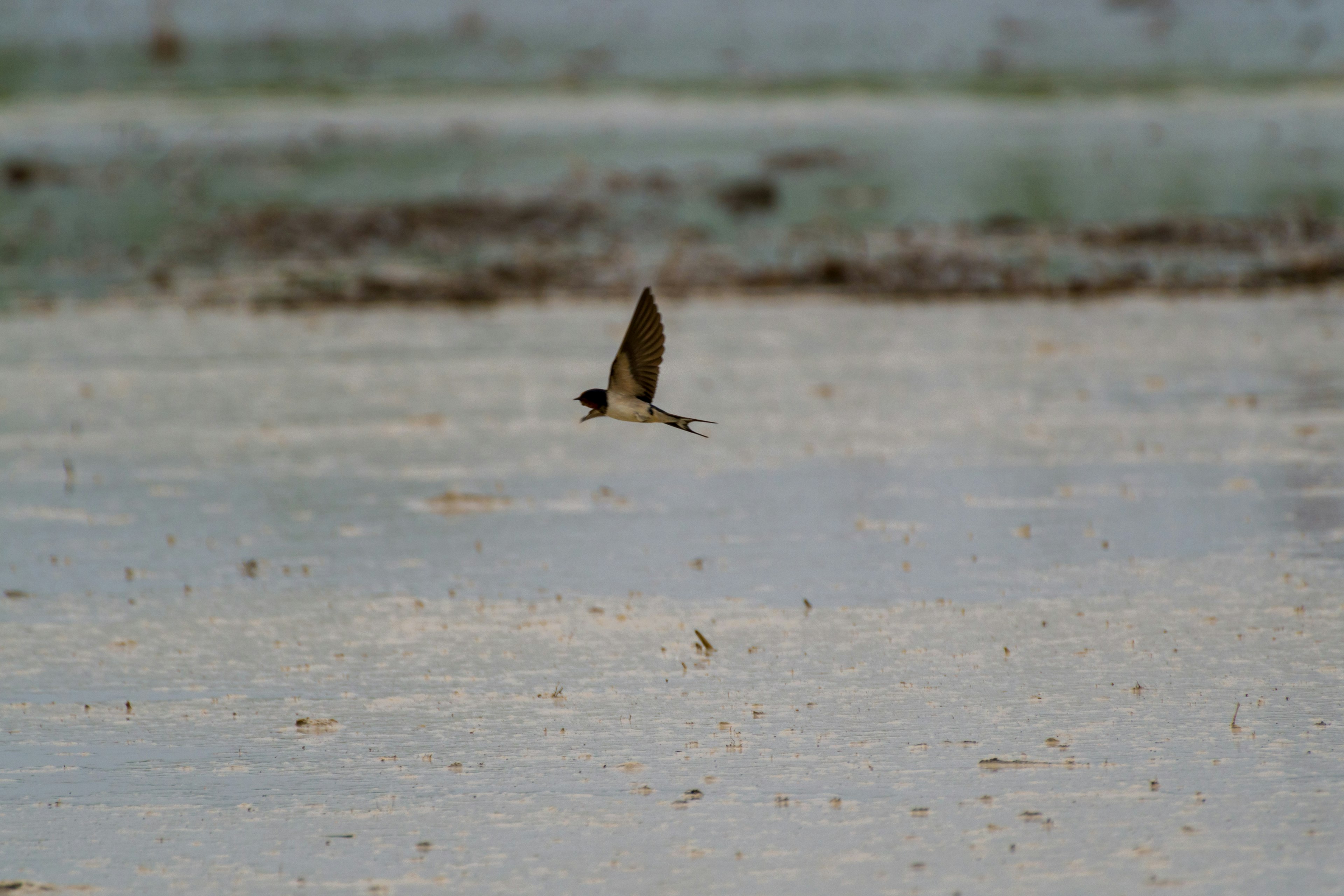 A small bird flying low over a water surface