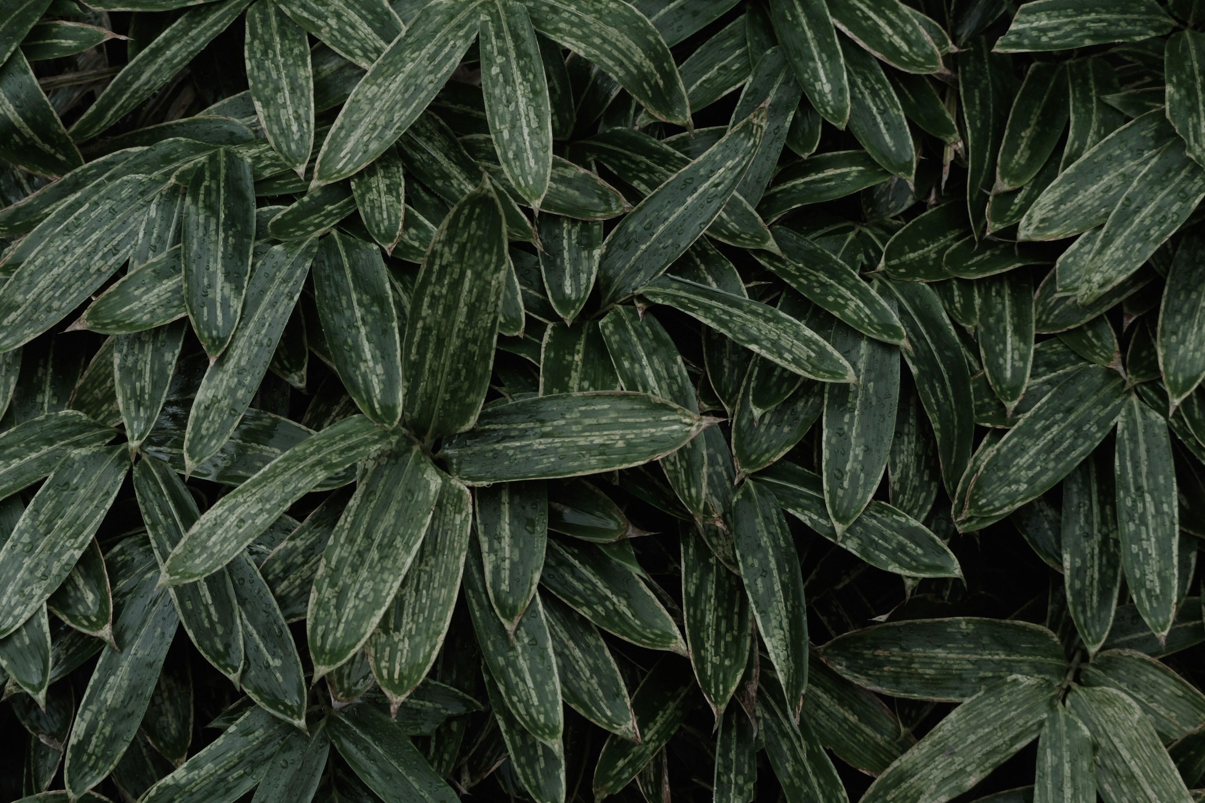 Dense arrangement of dark green leaves with visible veins